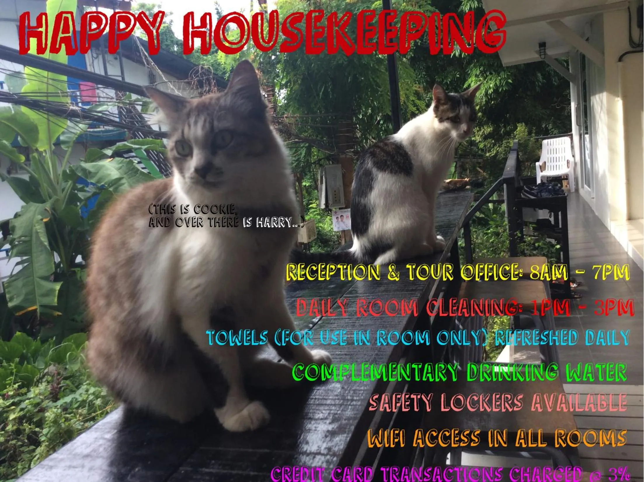 Animals in Kitty Guesthouse