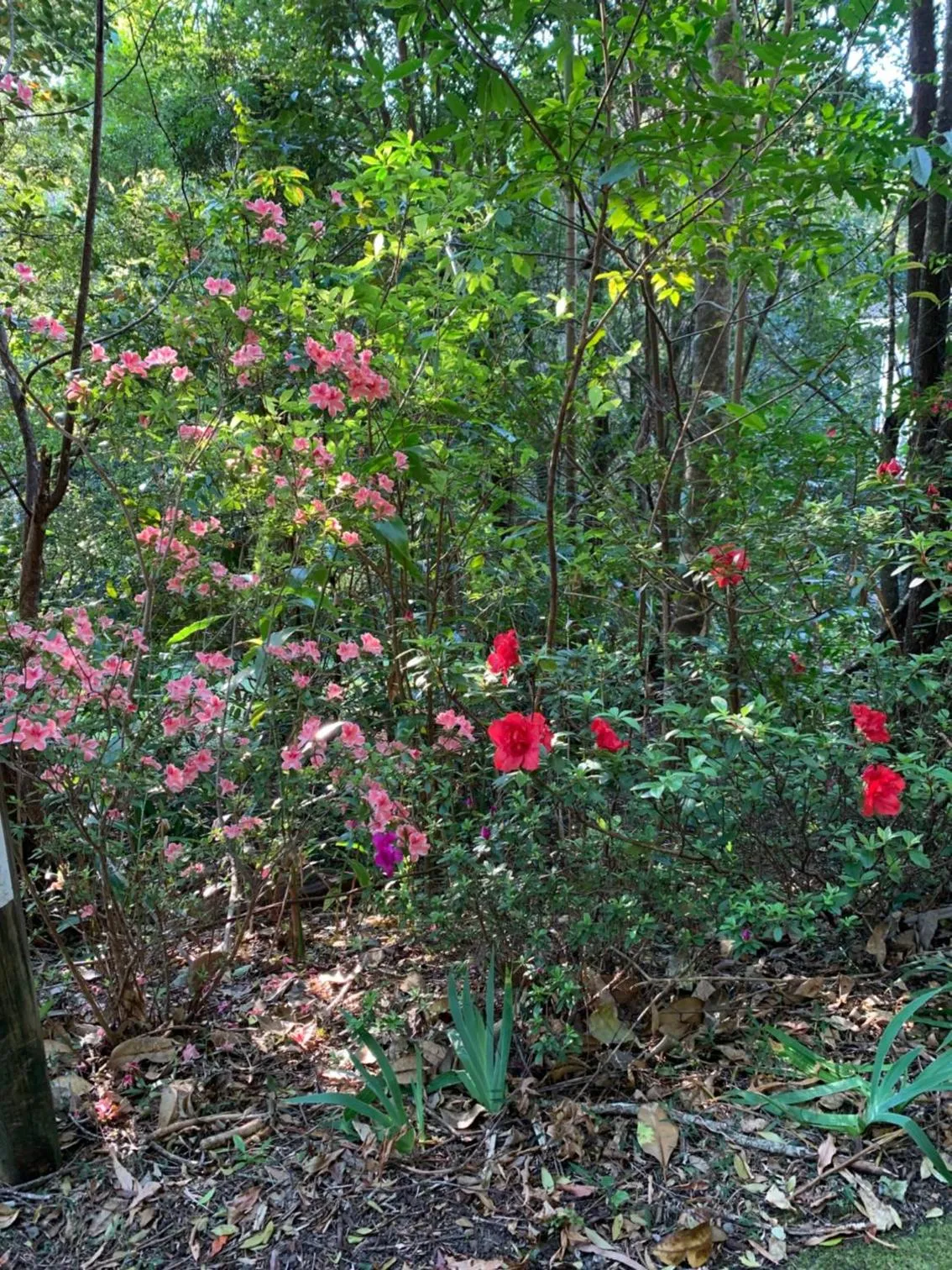 Garden view in Montville Country Cabins