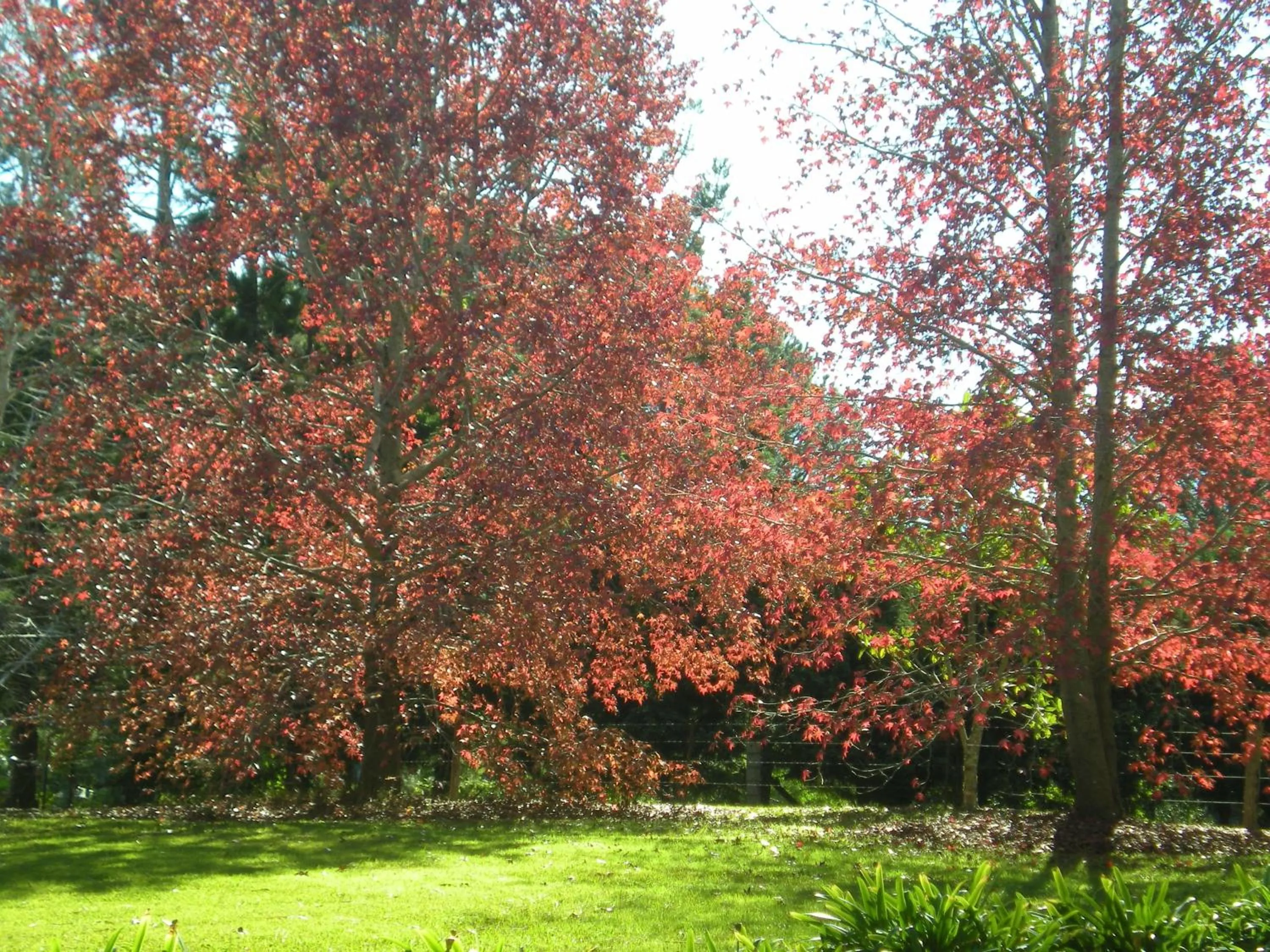 Garden in Montville Country Cabins