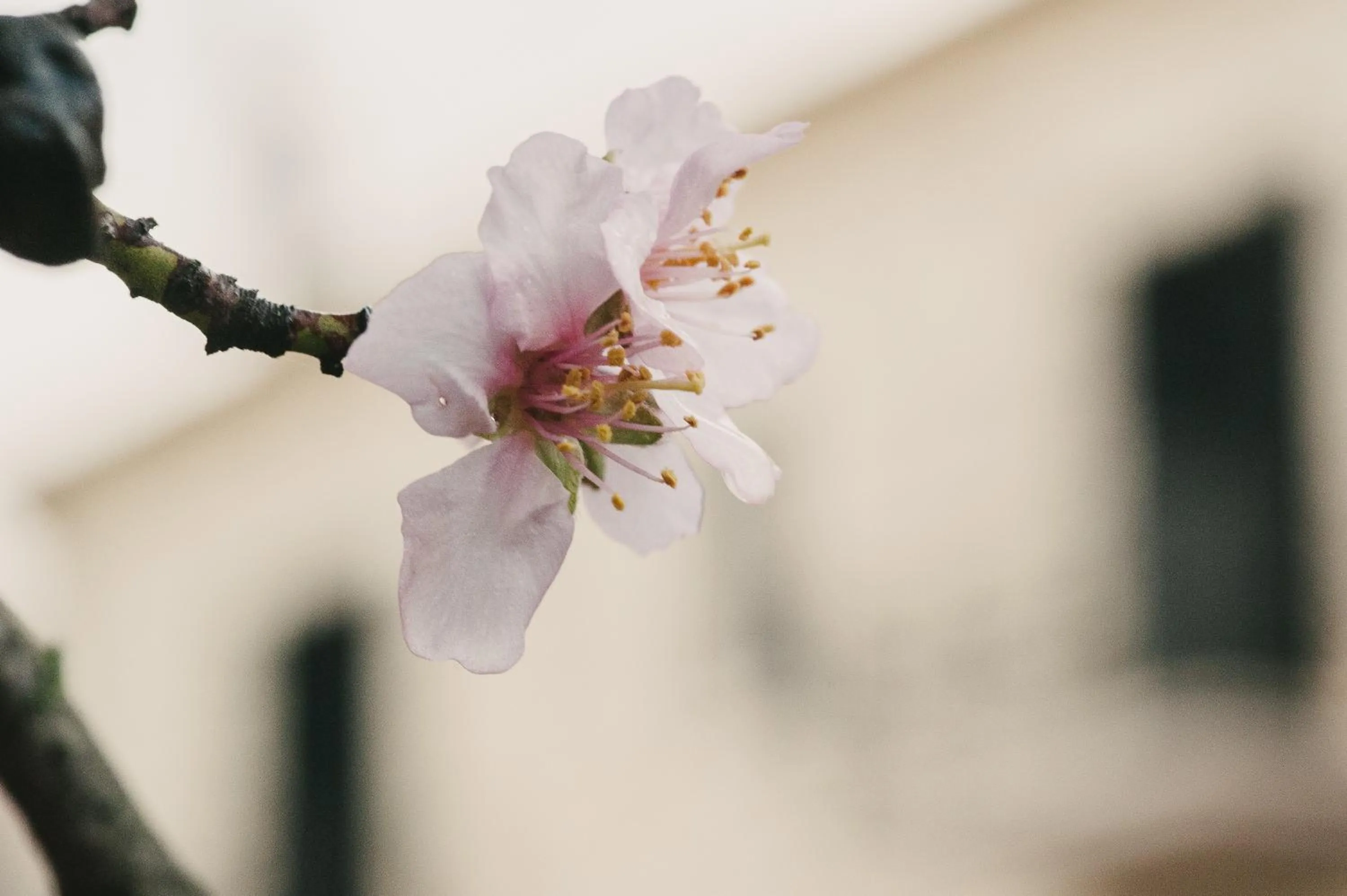 Facade/entrance in Levidi Suites