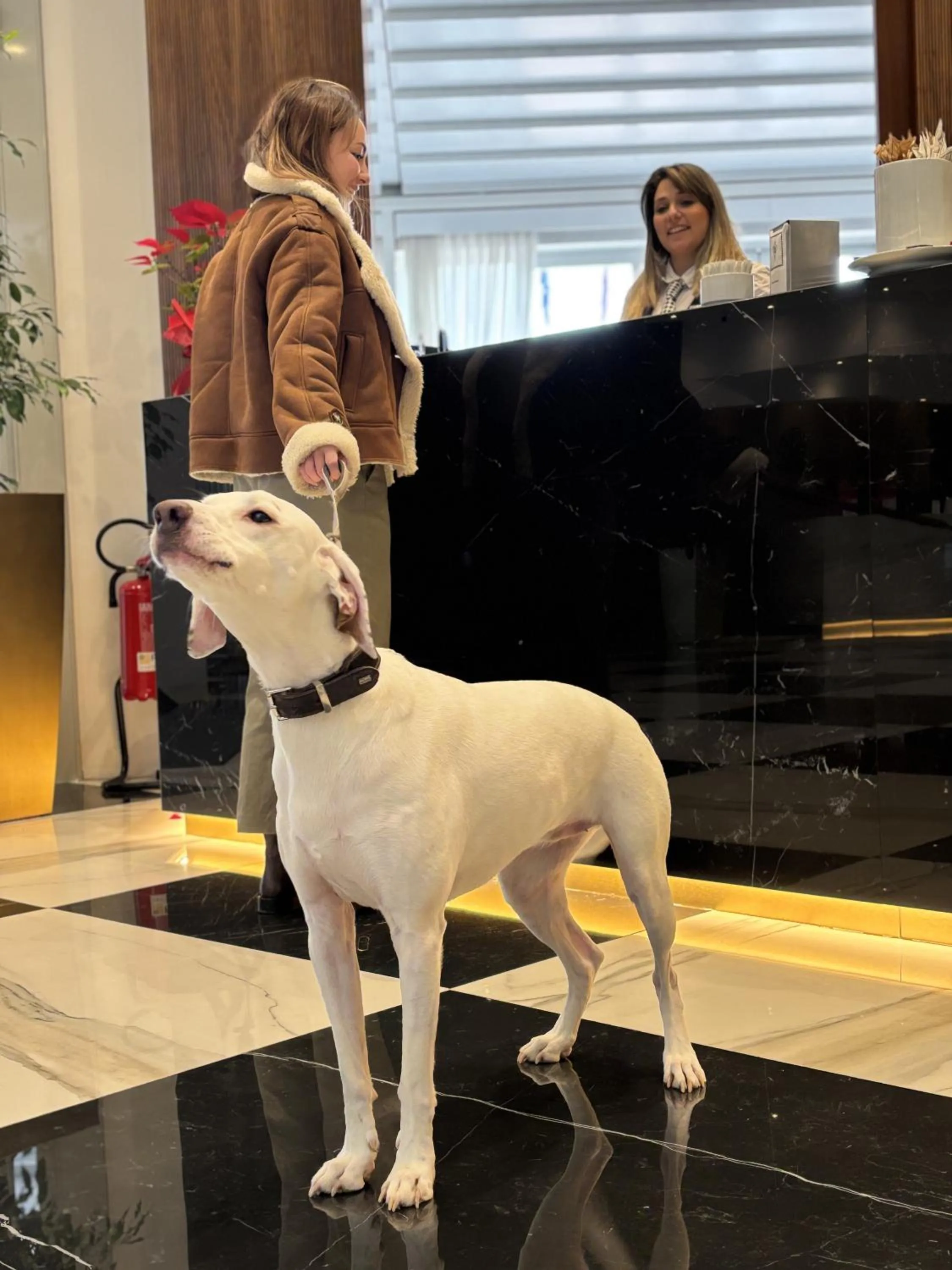 Animals in The Sydney Hotel