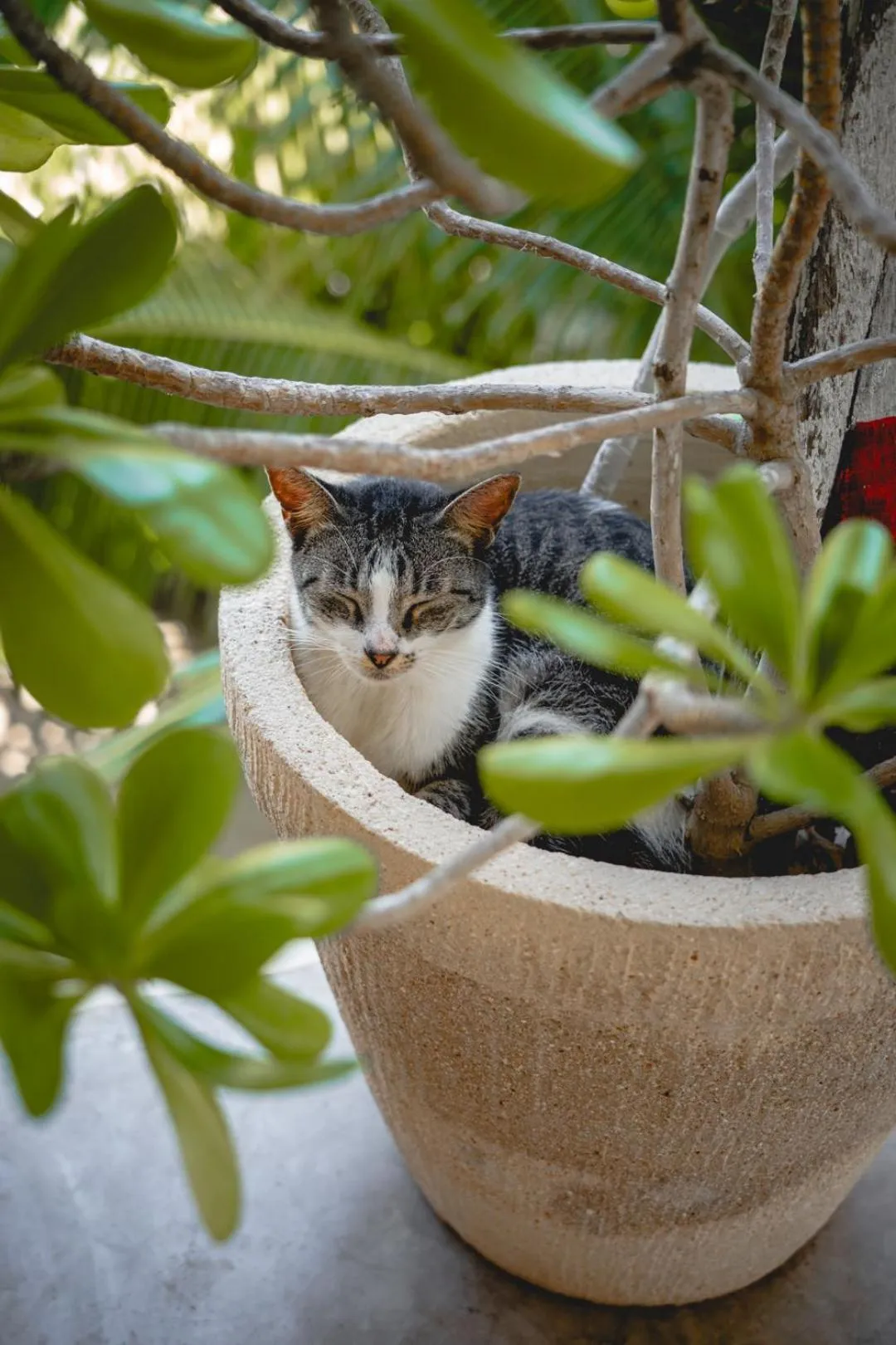 Pets in Casa Mia El Cuyo Eco Beach Boutique Hotel