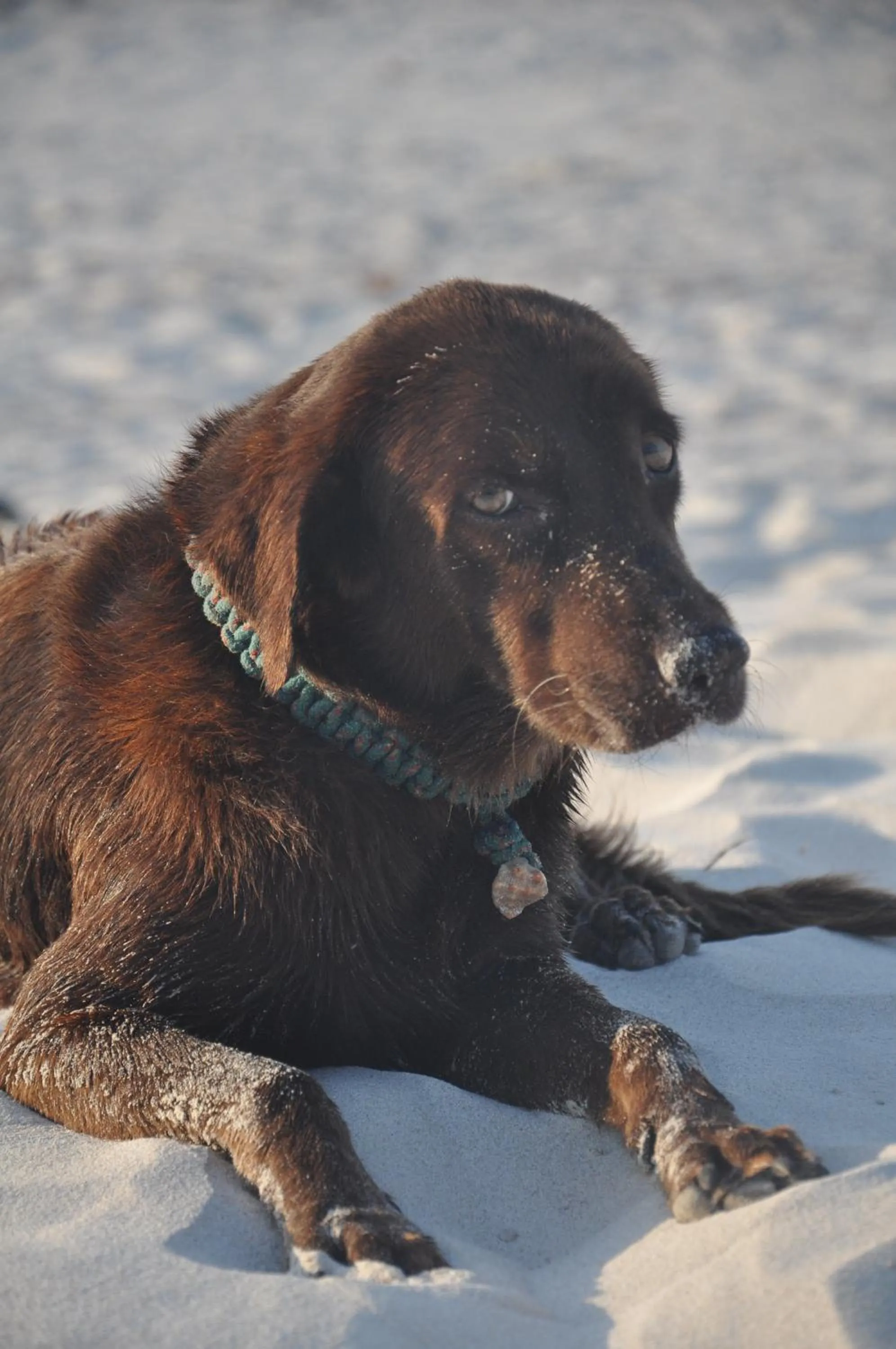 Pets in Casa Mia El Cuyo Eco Beach Boutique Hotel