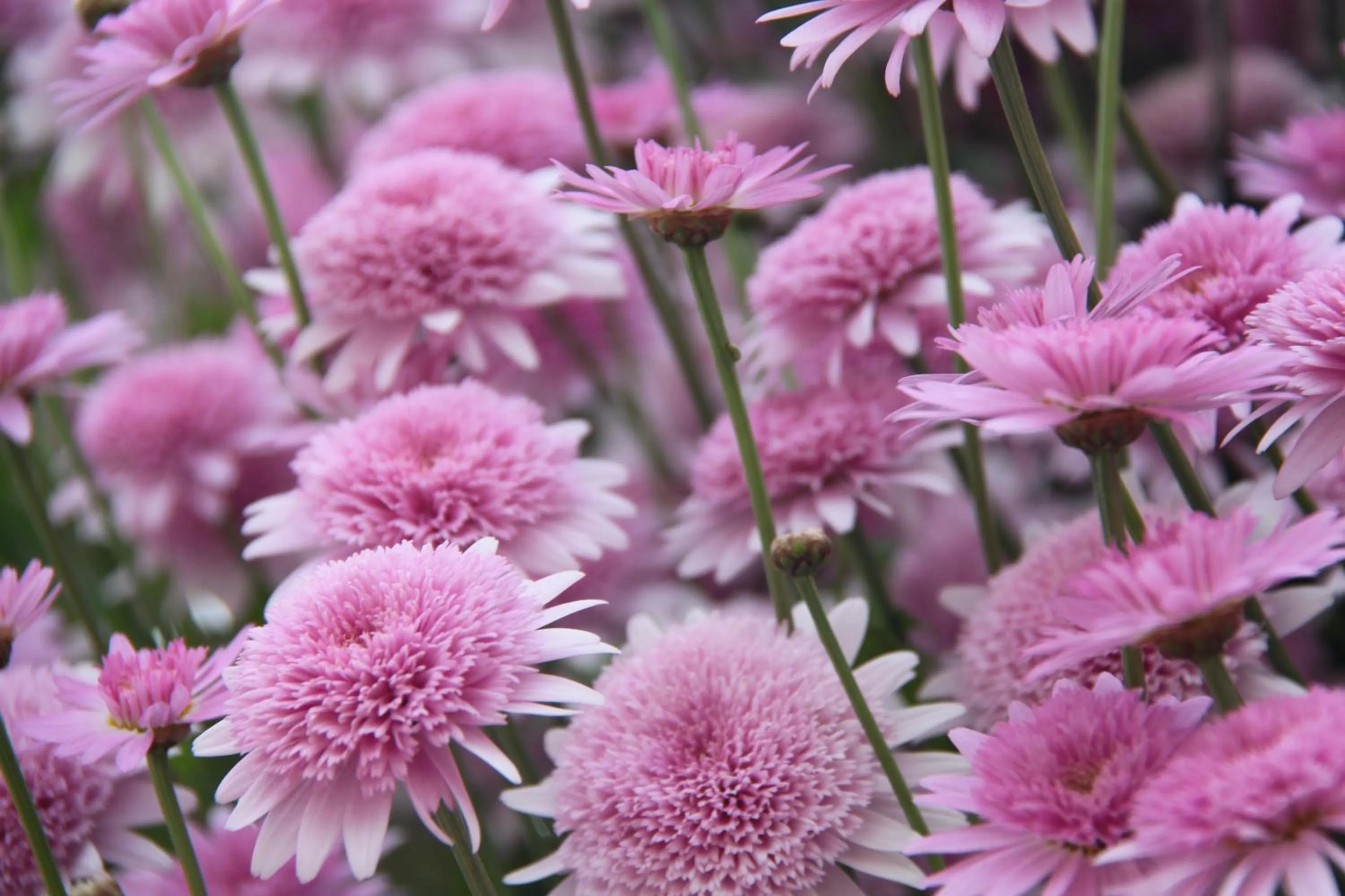 Garden in Sebastian's - Agios Gordios Beach