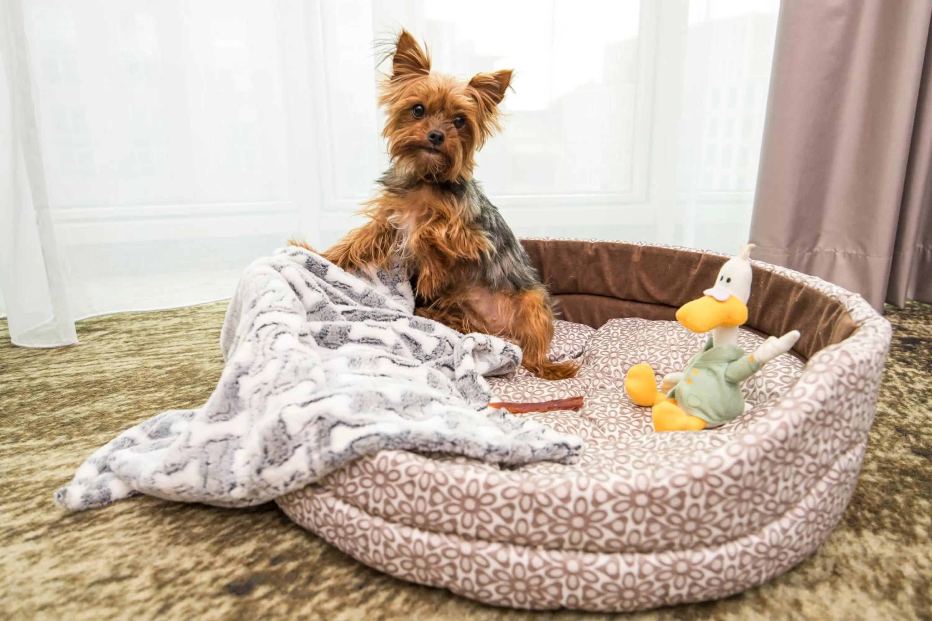 Pets in Mercure Wrocław Centrum