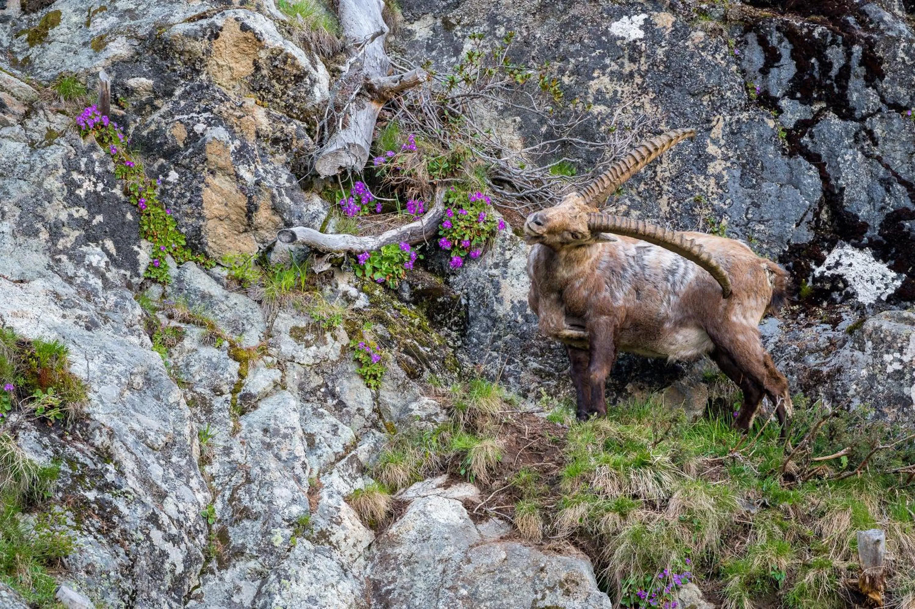 Animals in Sunstar Pontresina