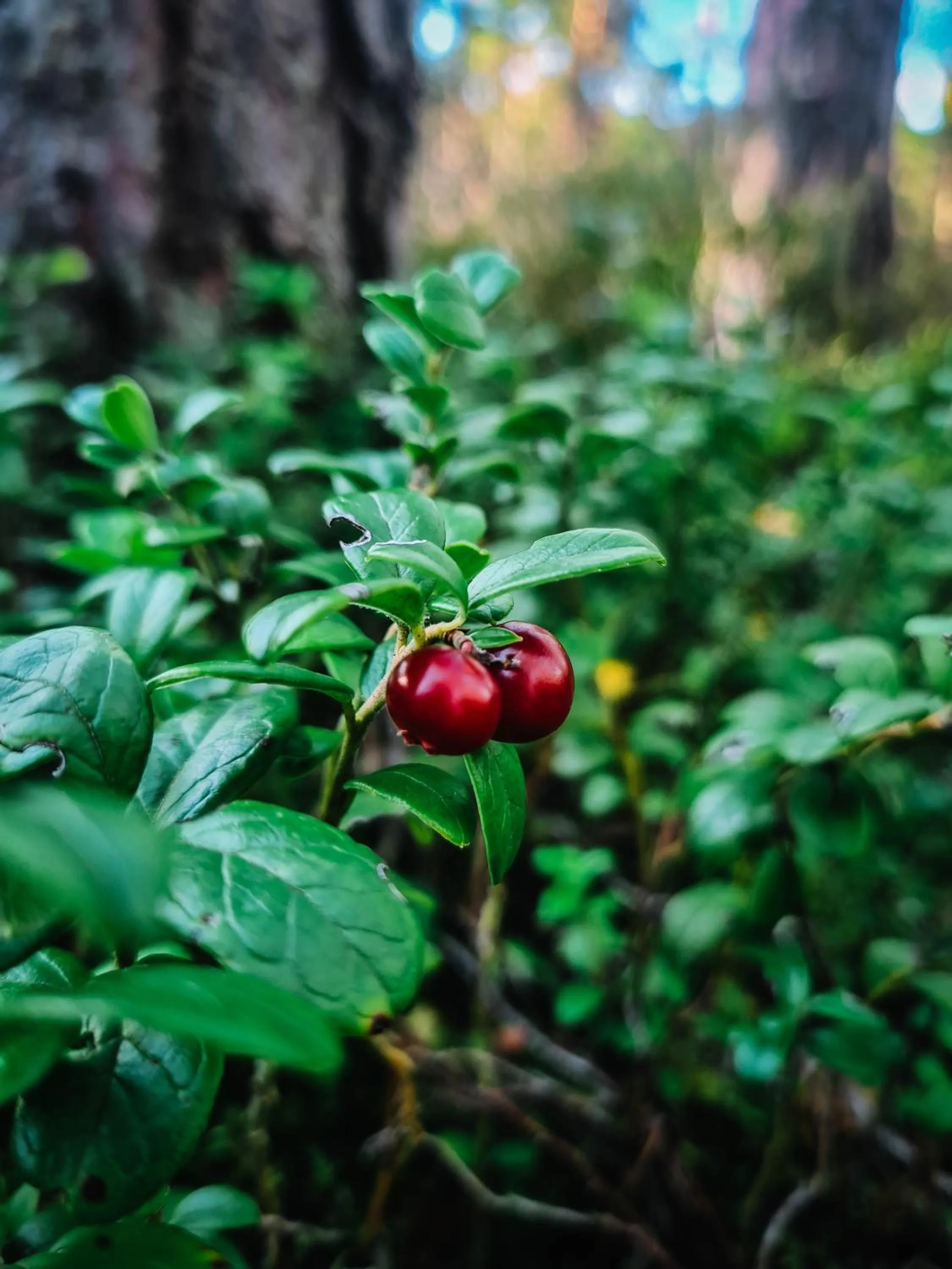 Natural landscape in ZUŠU KLĒTS