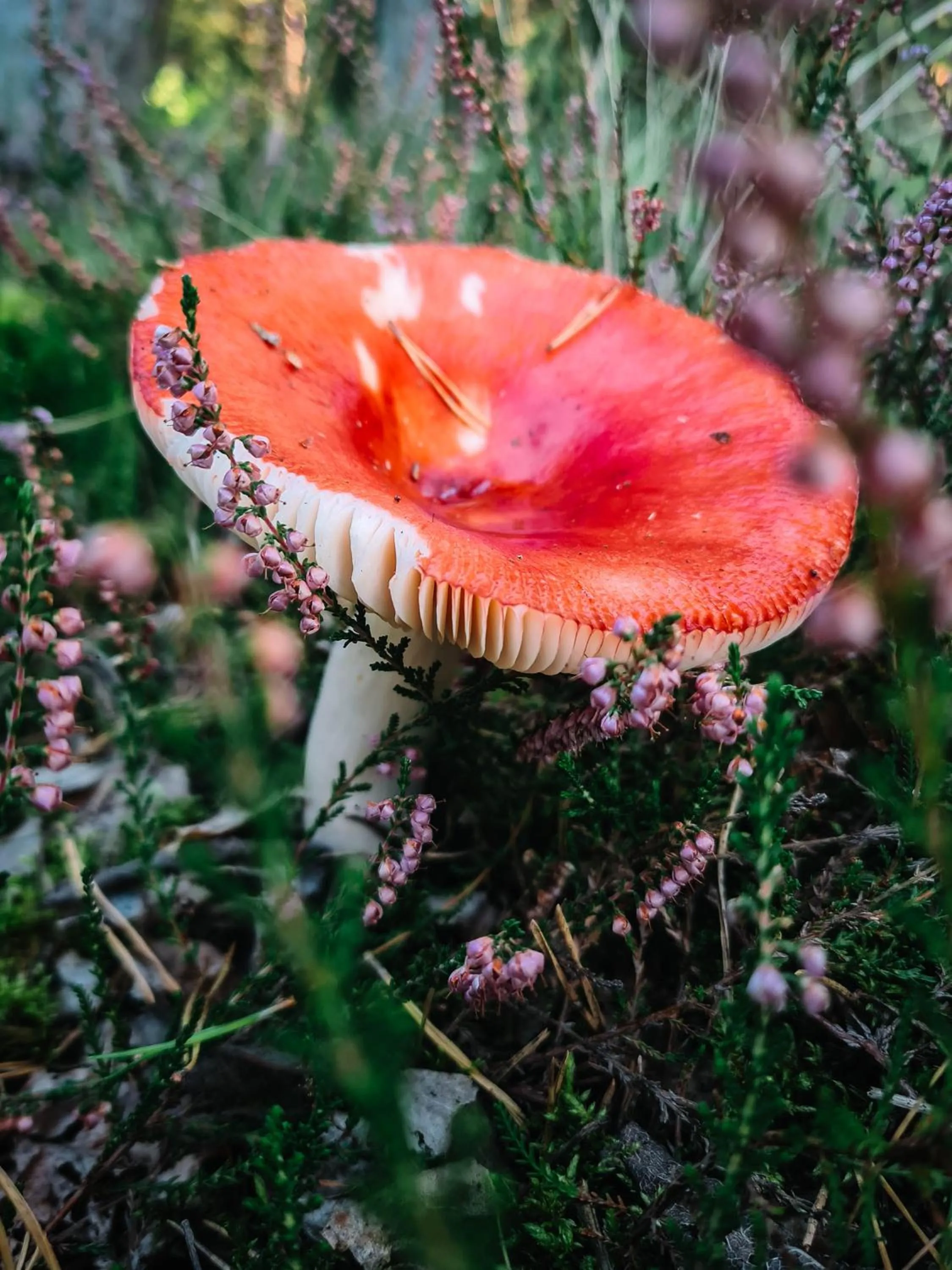 Natural landscape in ZUŠU KLĒTS