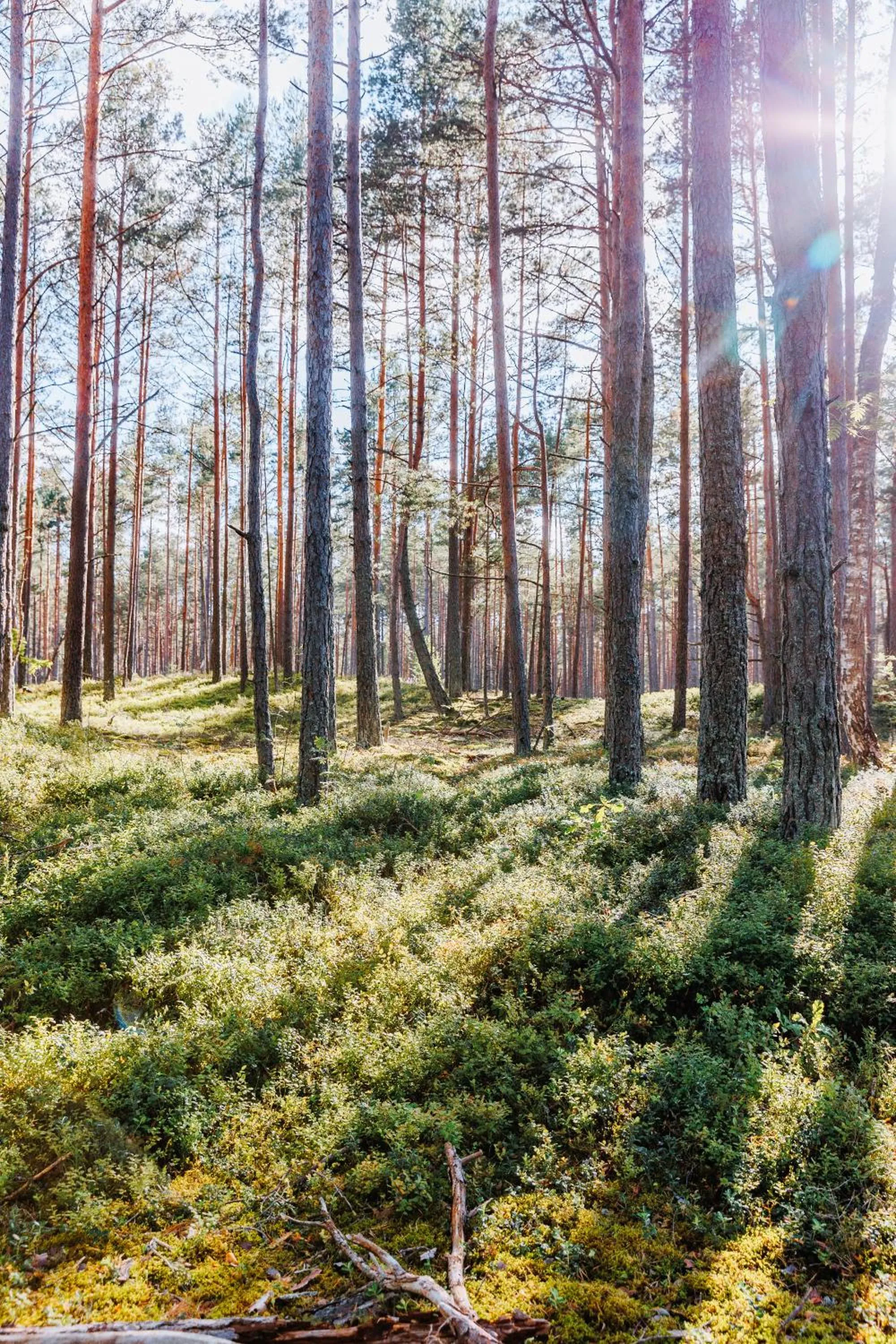 Natural landscape in ZUŠU KLĒTS