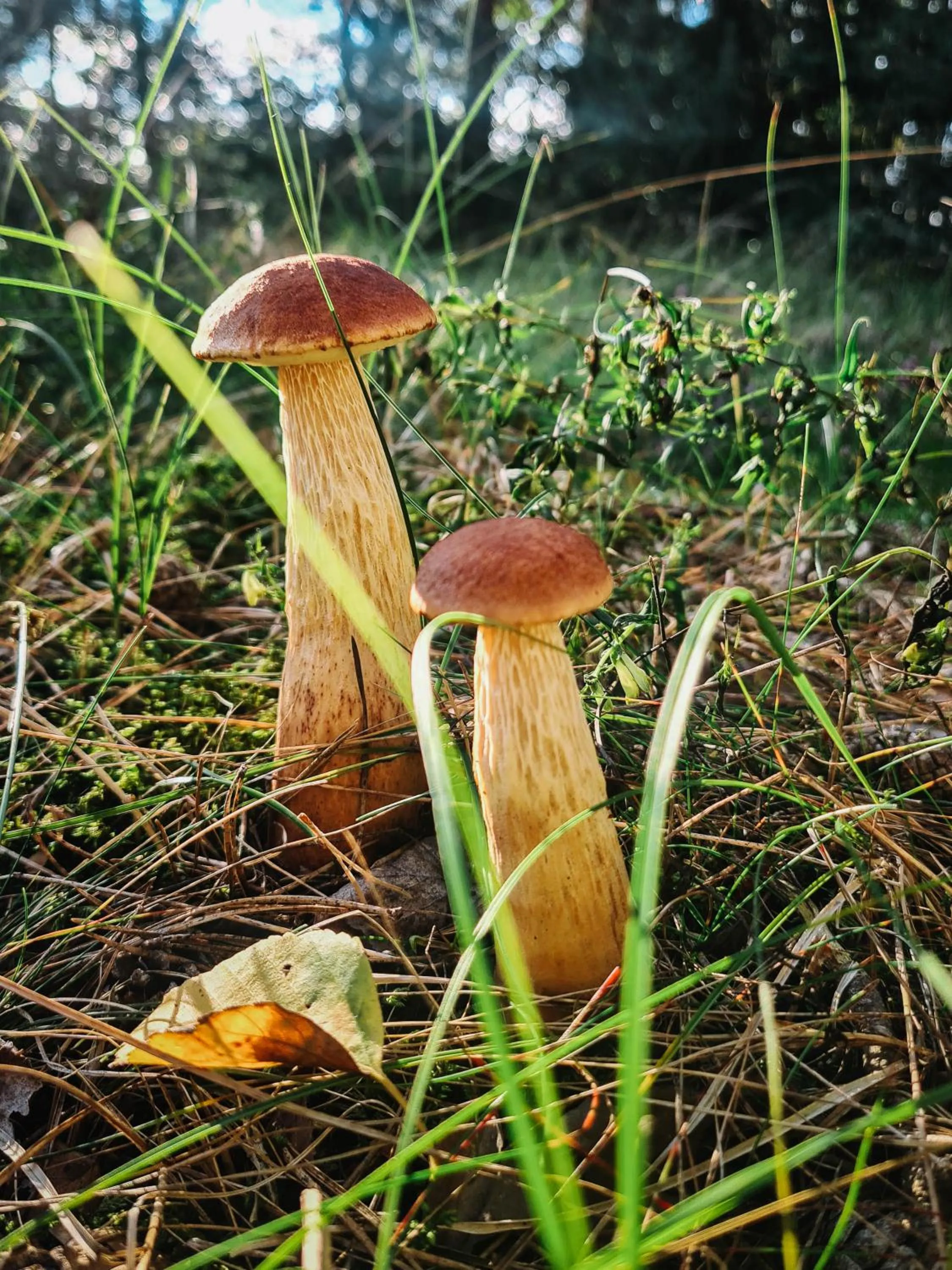 Natural landscape in ZUŠU KLĒTS