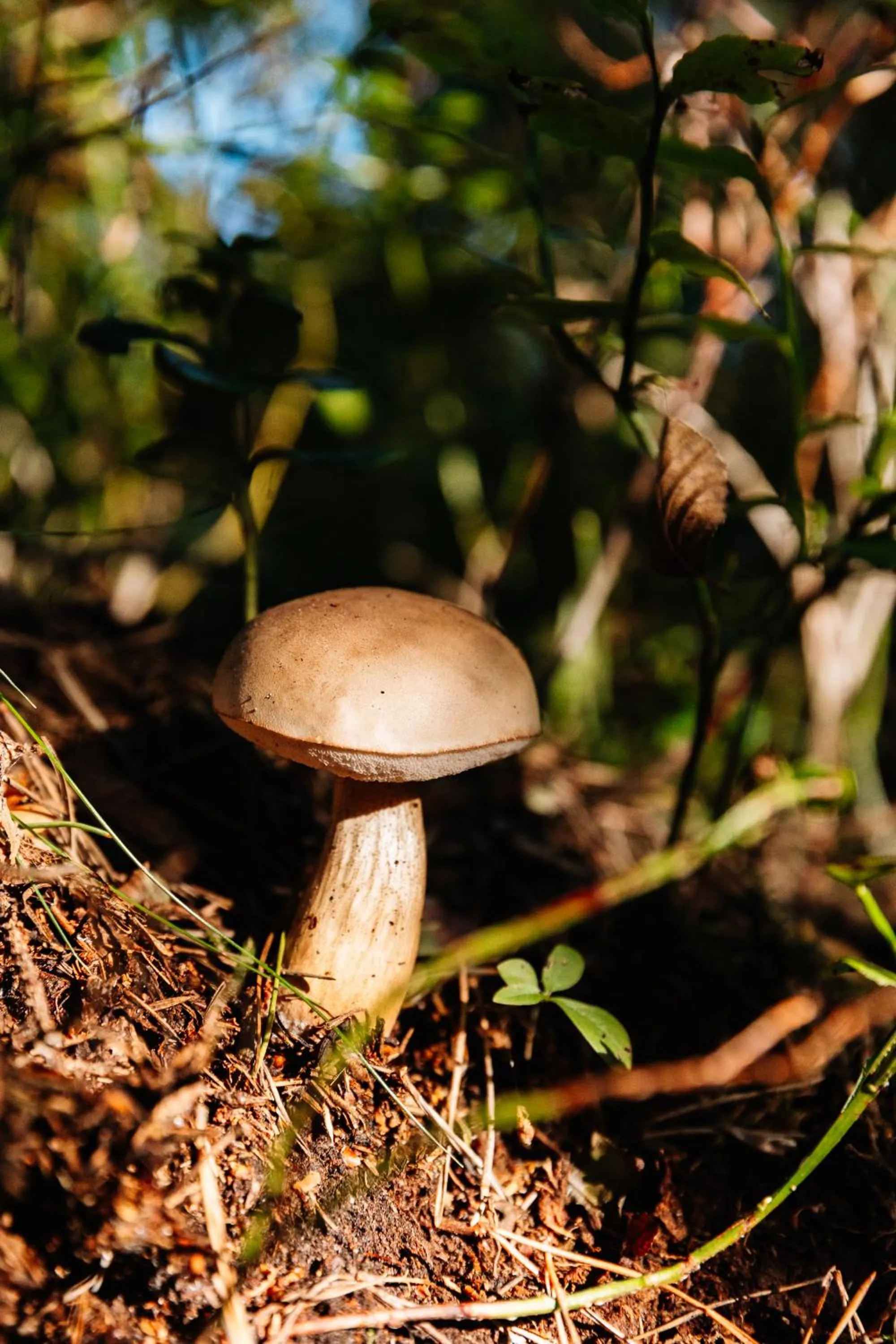 Natural landscape in ZUŠU KLĒTS