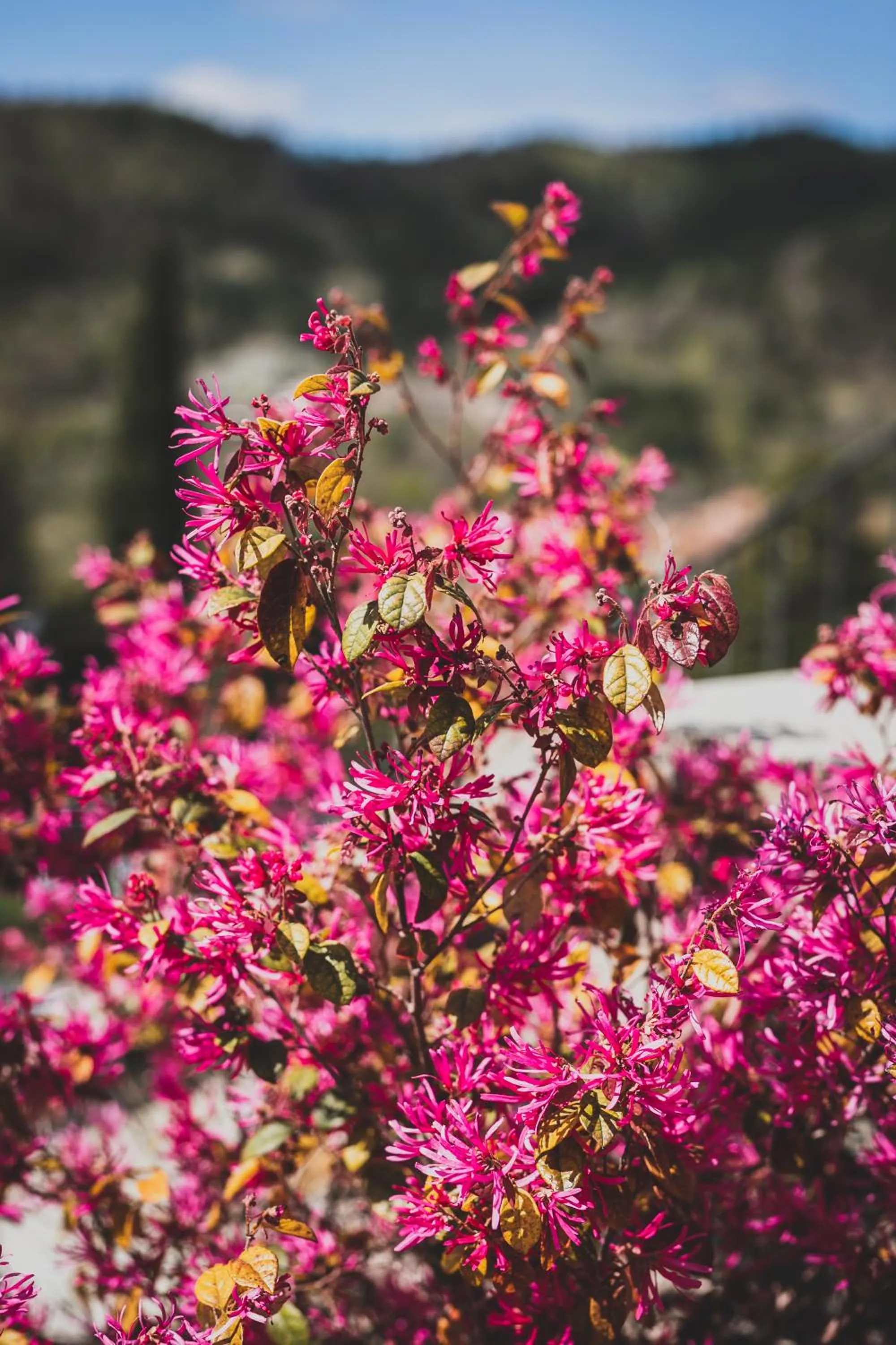 Spring in Borgo I Tre Baroni - Spa Suites & Resort