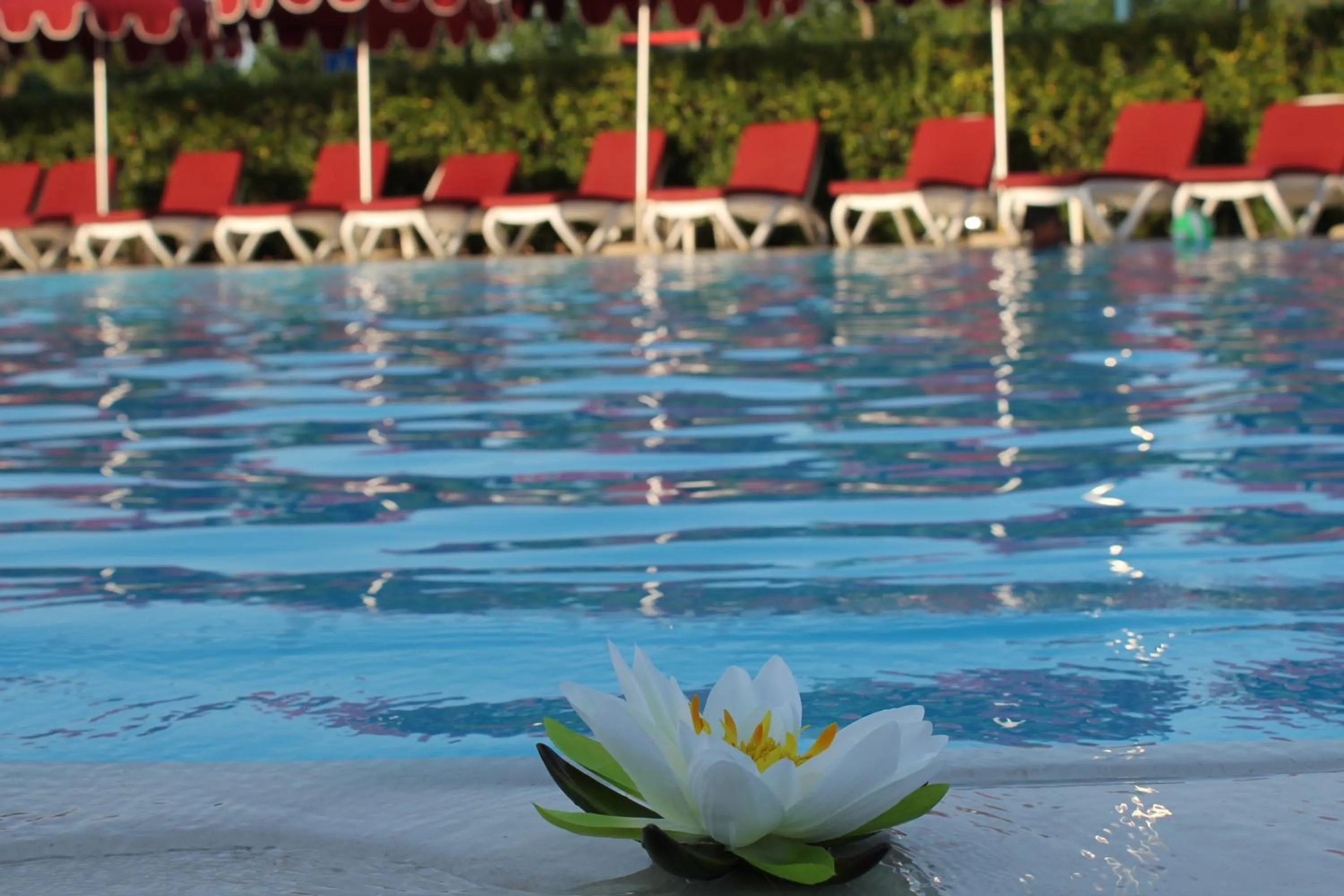 Pool view in Hotel Le Tegnue