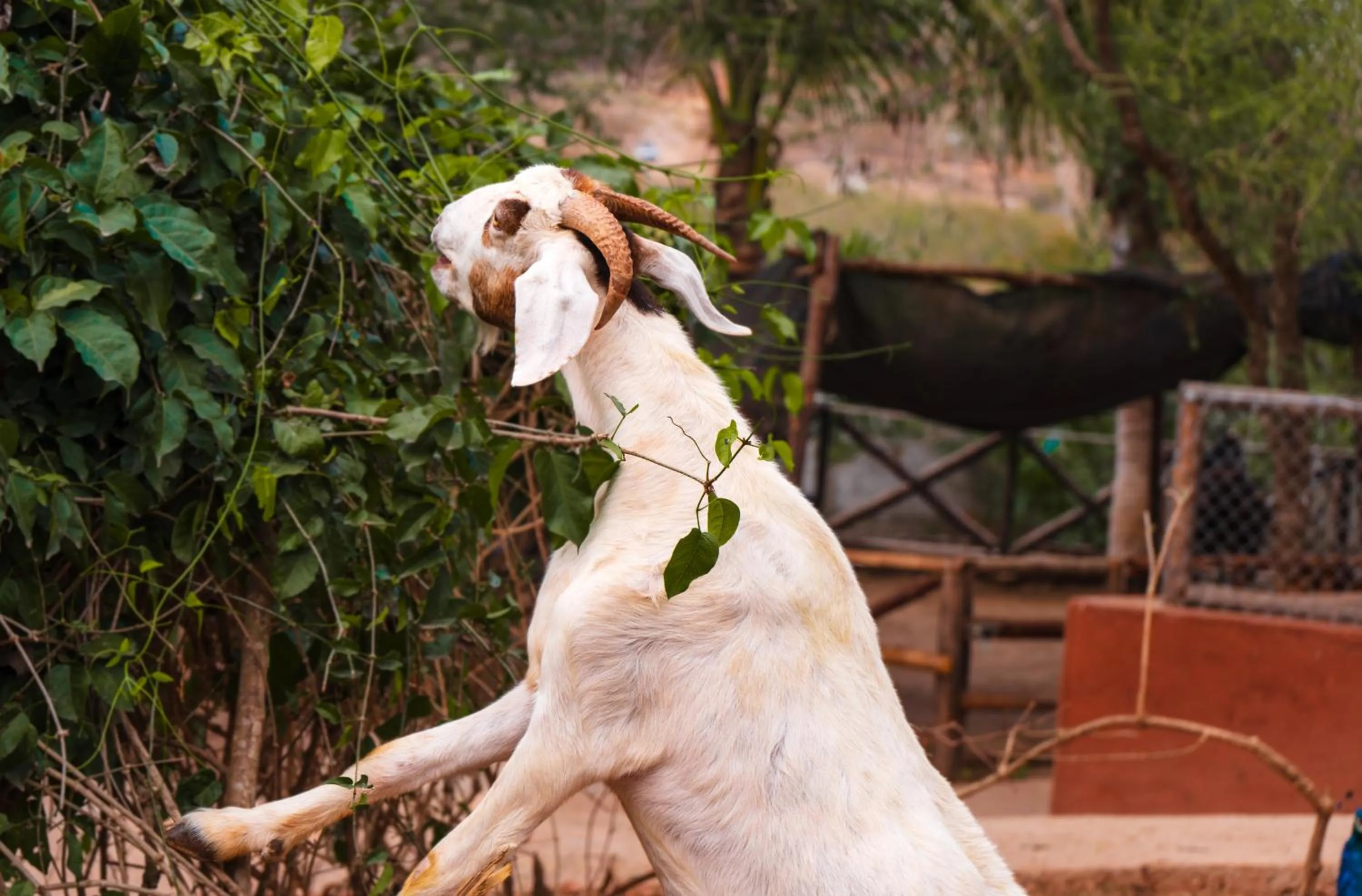 Day in Palm Valley Cabins