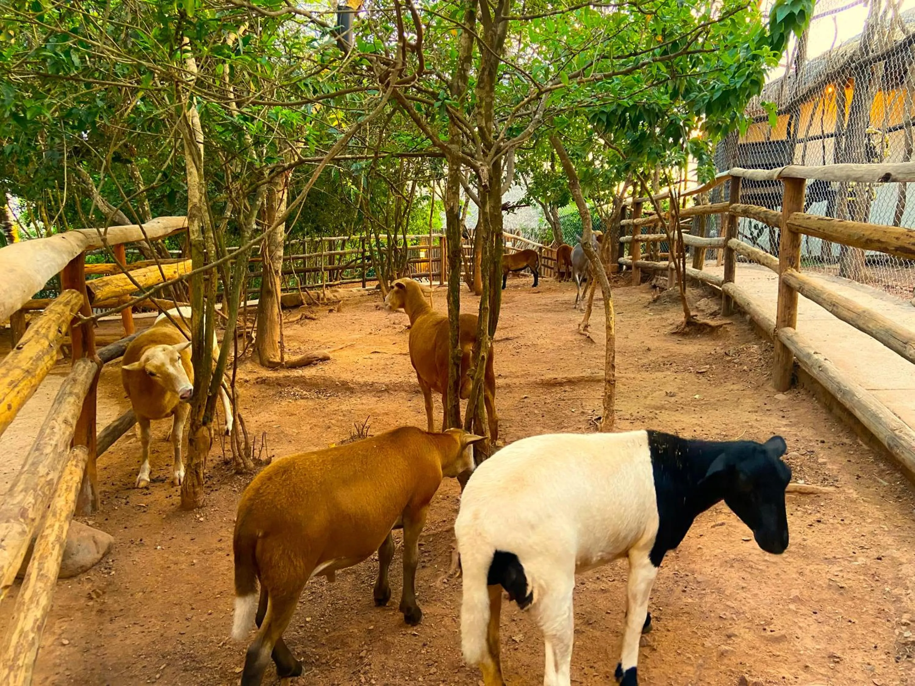 Day in Palm Valley Cabins