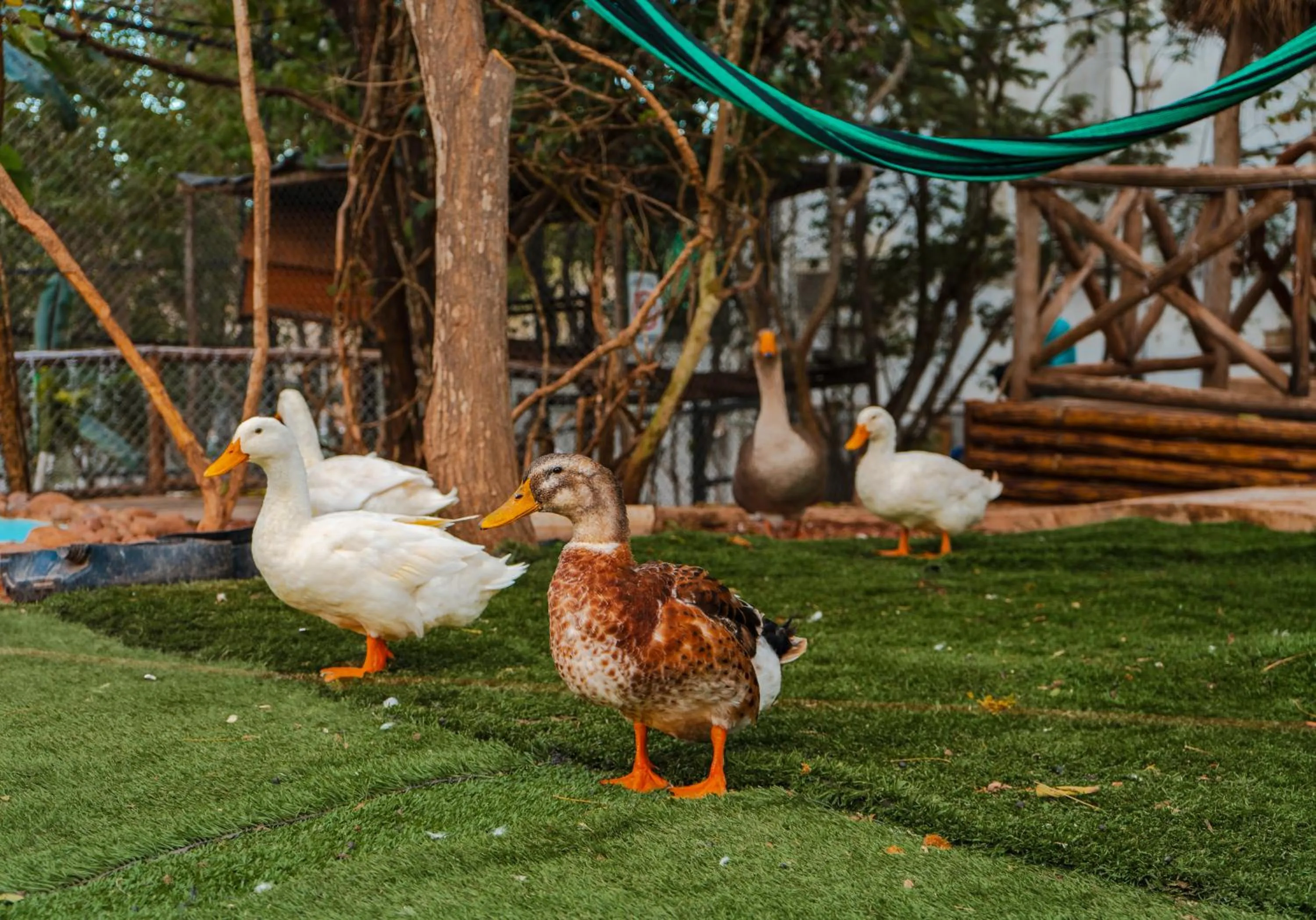 Day in Palm Valley Cabins