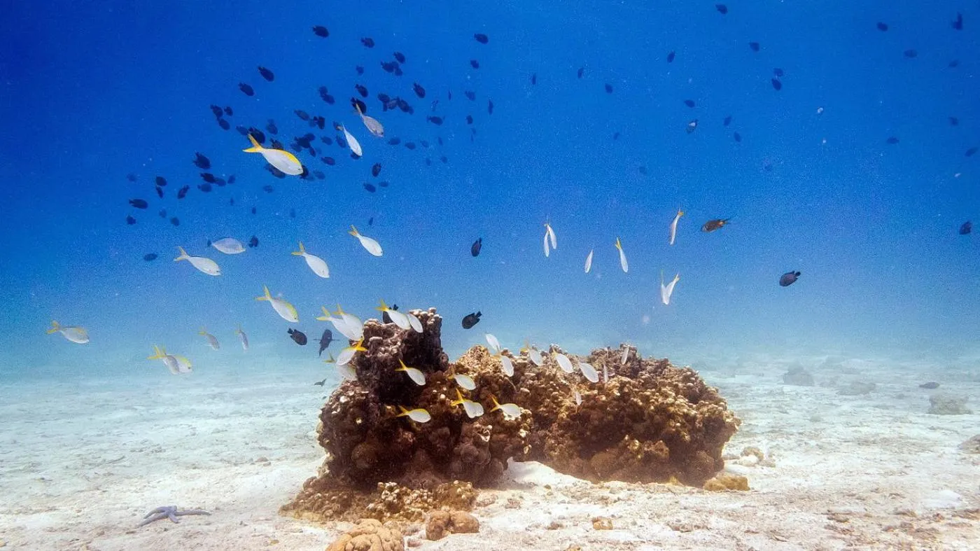 Diving in Swiss Chalet Garden, Pool Resort