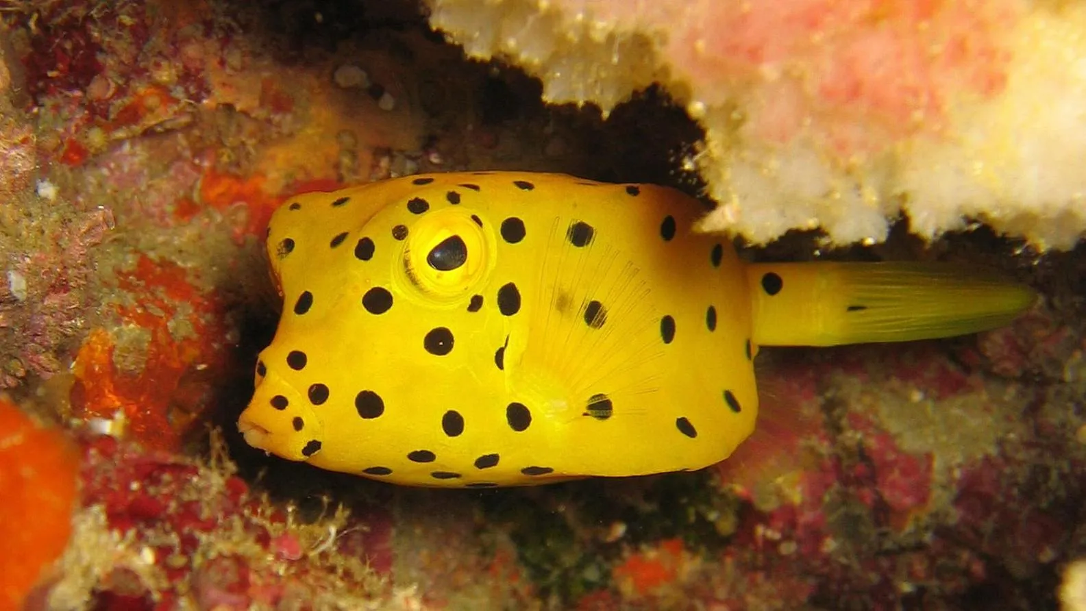 Diving in Swiss Chalet Garden, Pool Resort