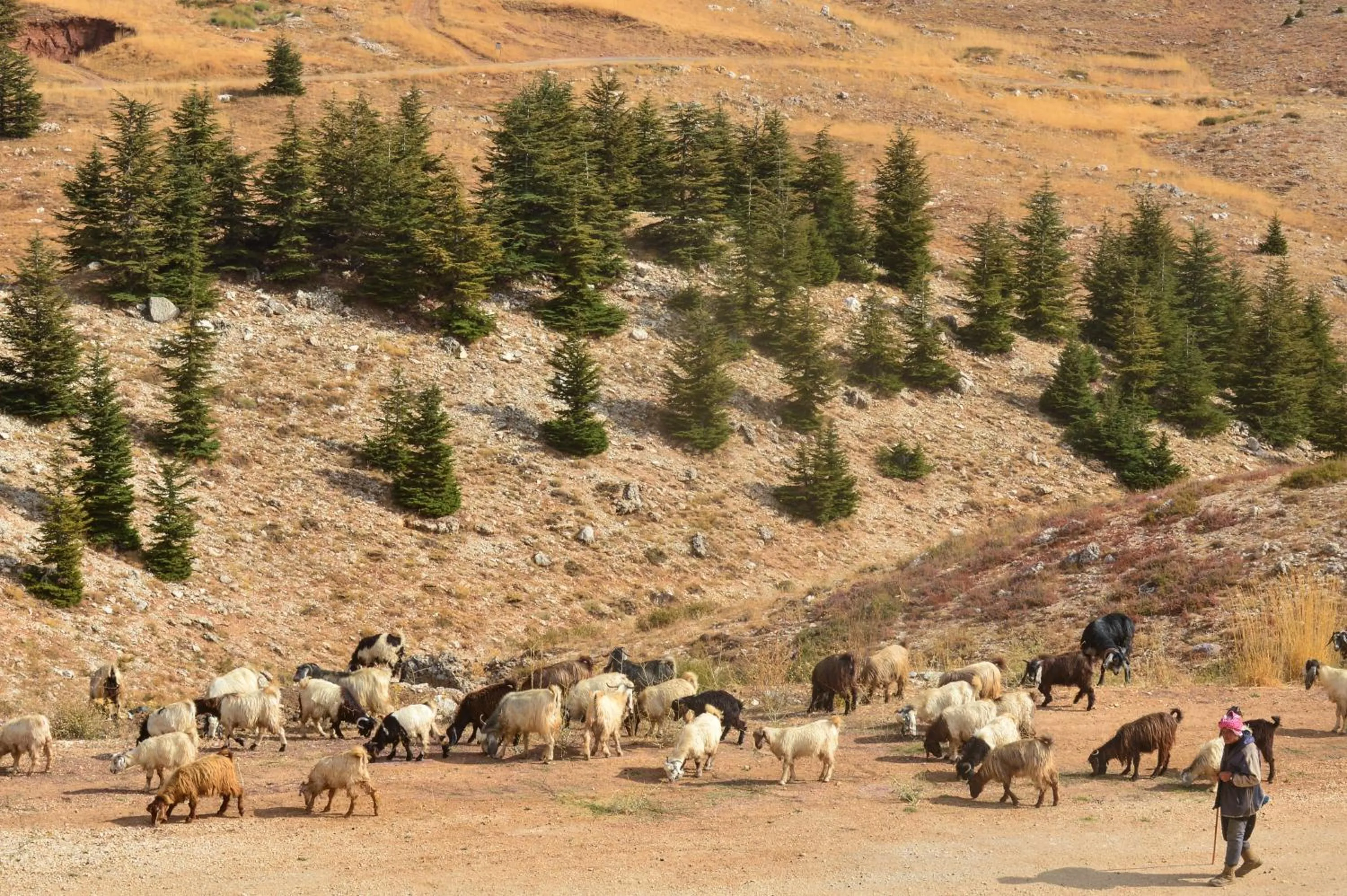 Natural landscape in Chalet de Charme, Cedar, Lebanon, ENTIRE CHALET