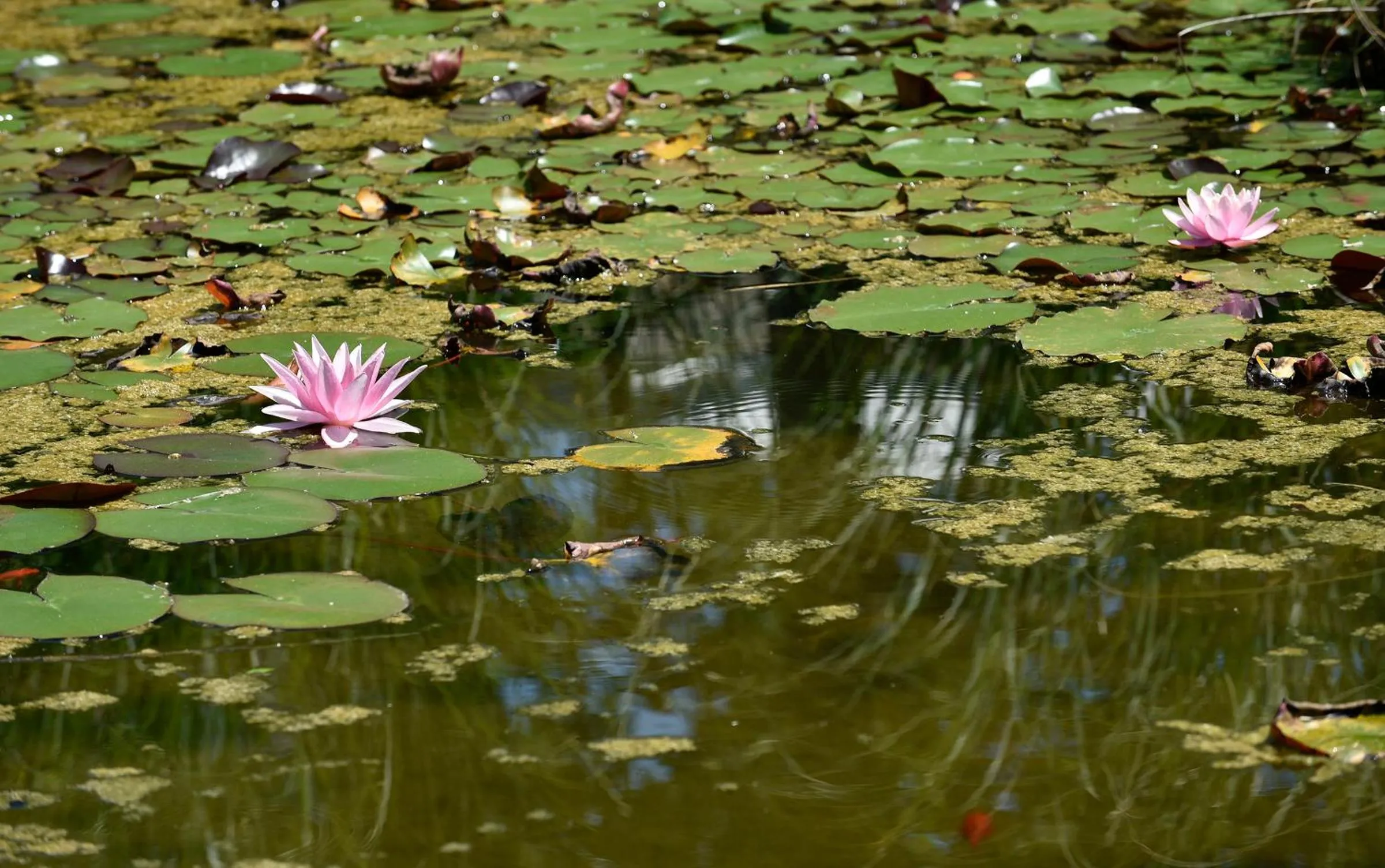 Natural landscape in DB Villas Le Ville del Lido Resort