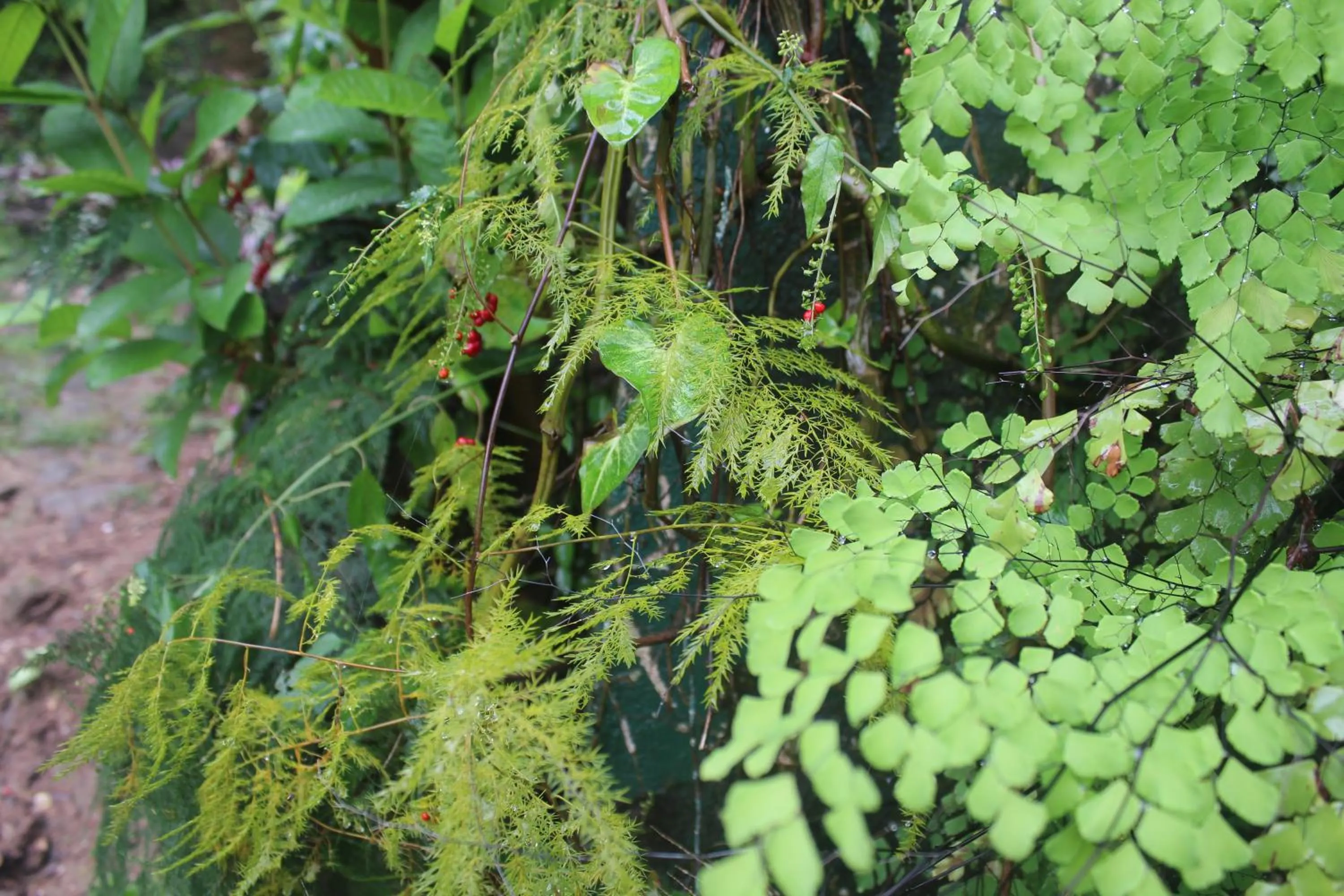 Garden in Lazy Bear Best Hostel in Kandy