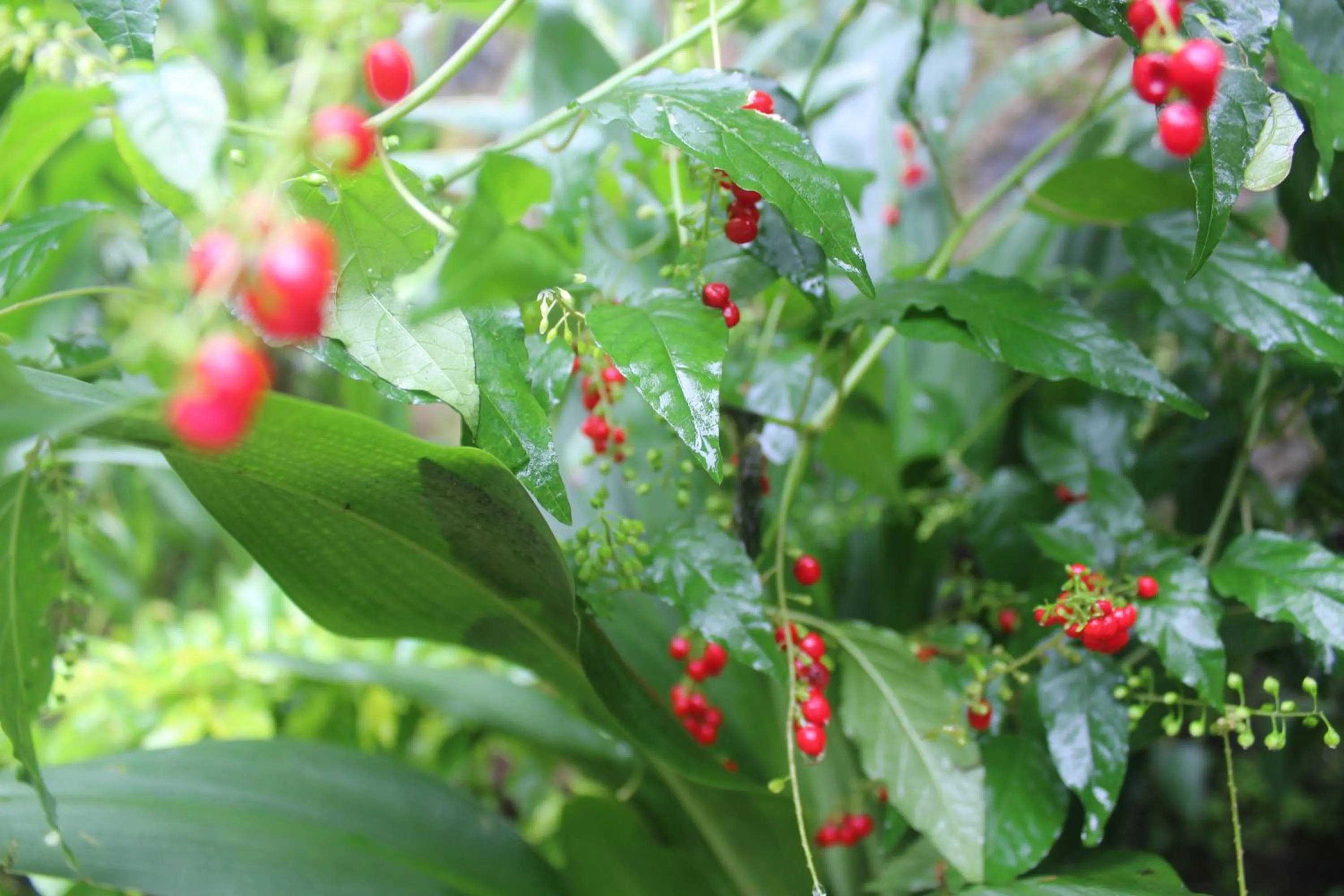 Garden in Lazy Bear Best Hostel in Kandy