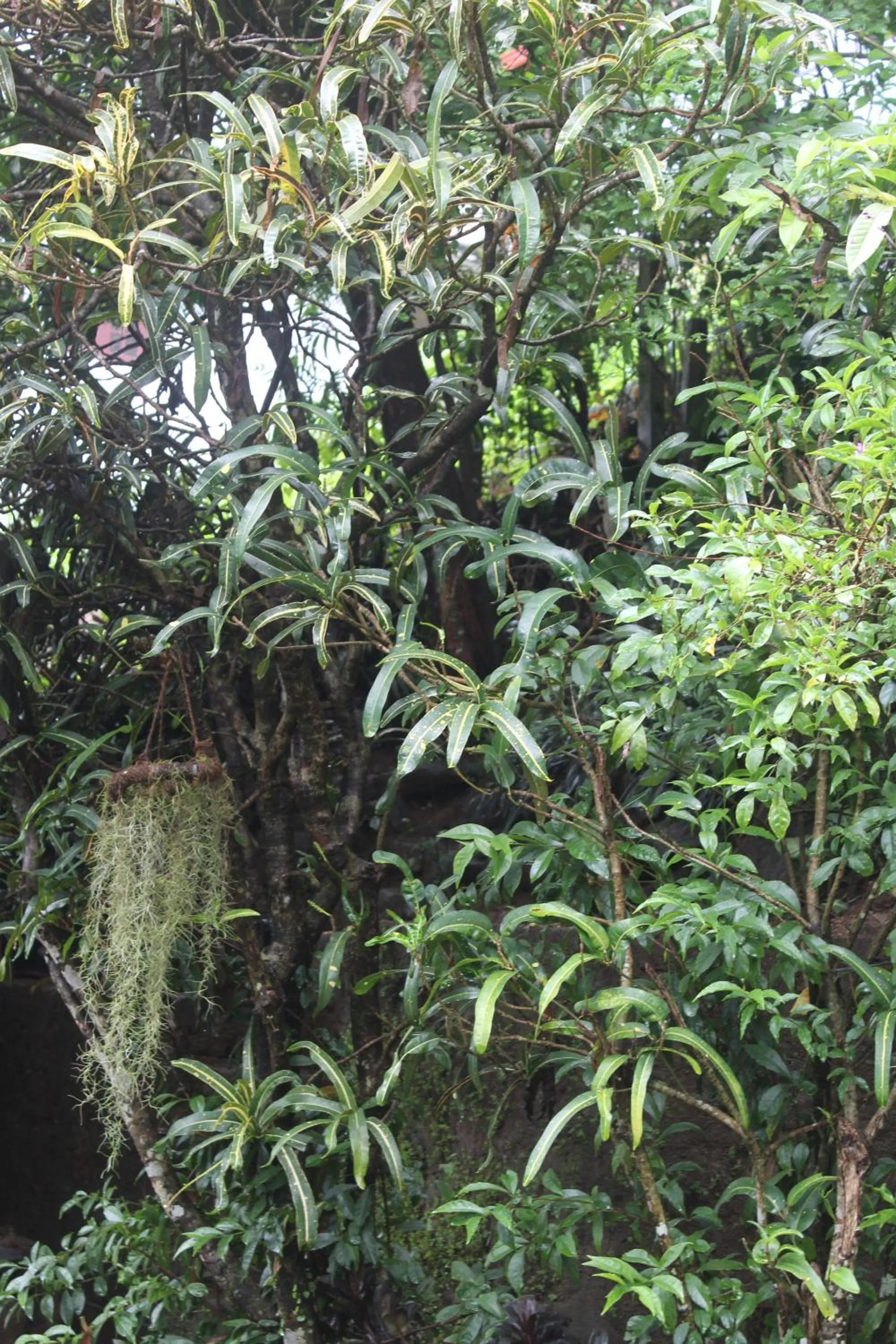 Garden in Lazy Bear Best Hostel in Kandy