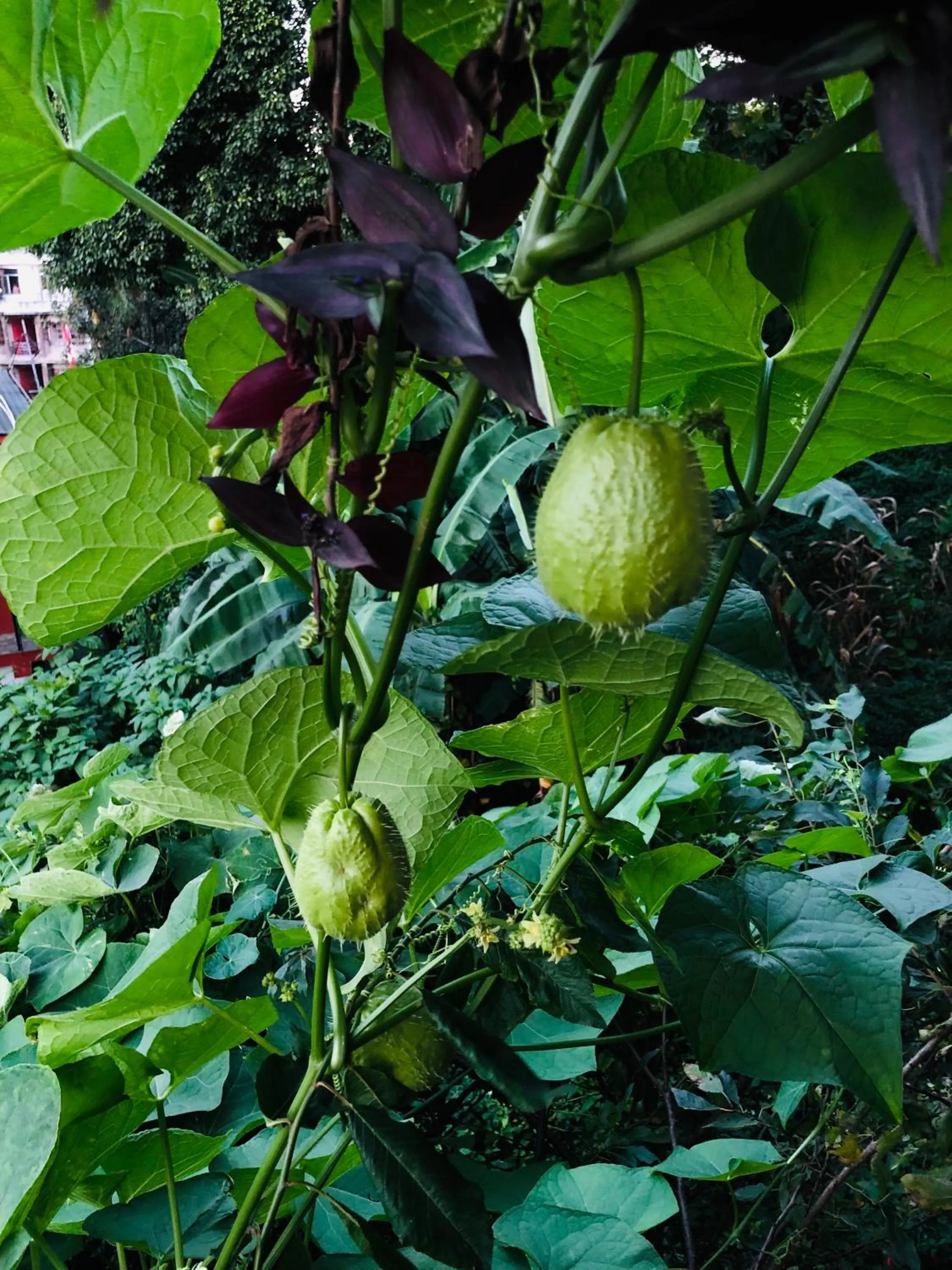 Spring in Kathmandu View Hotel