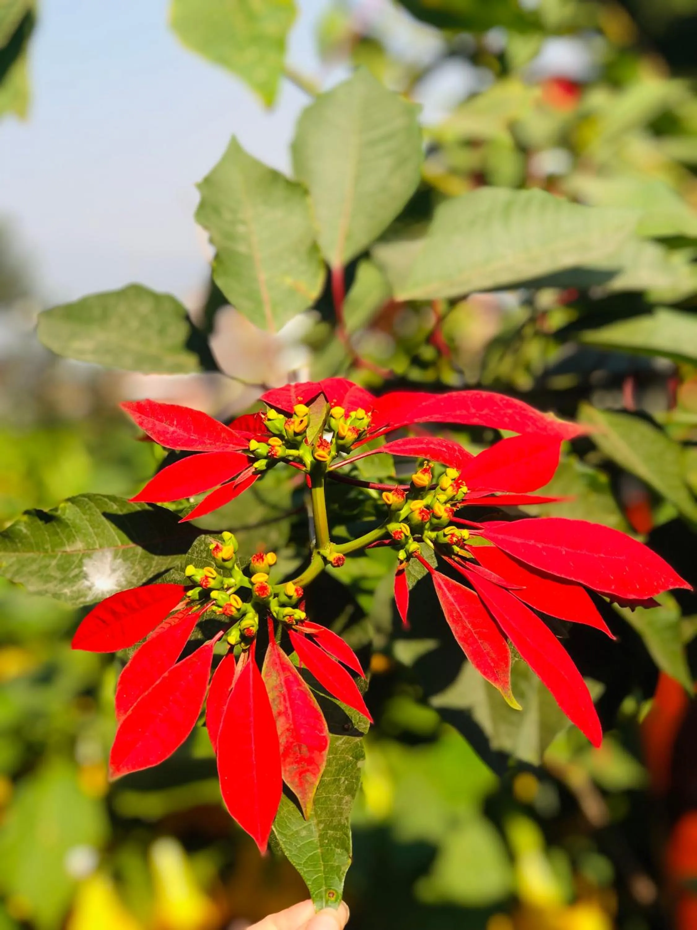 Spring in Kathmandu View Hotel