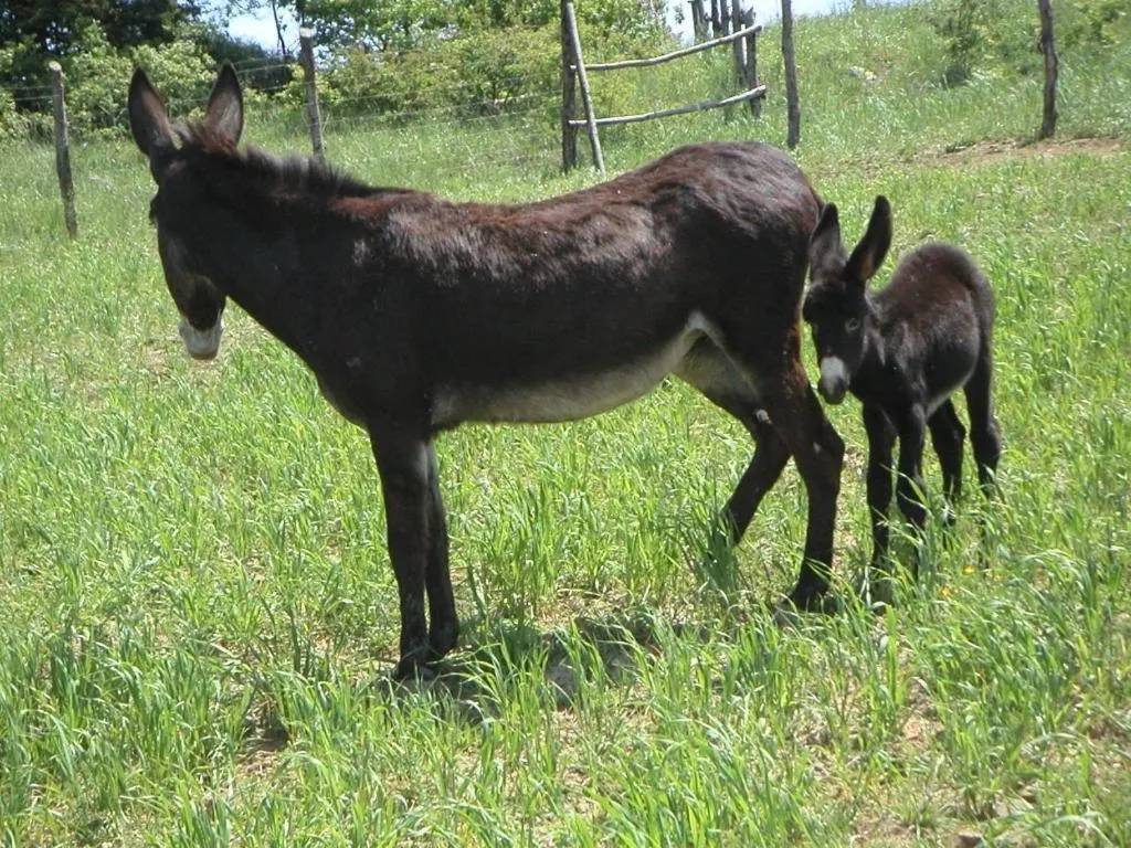 Animals in La Tavola Dei Cavalieri