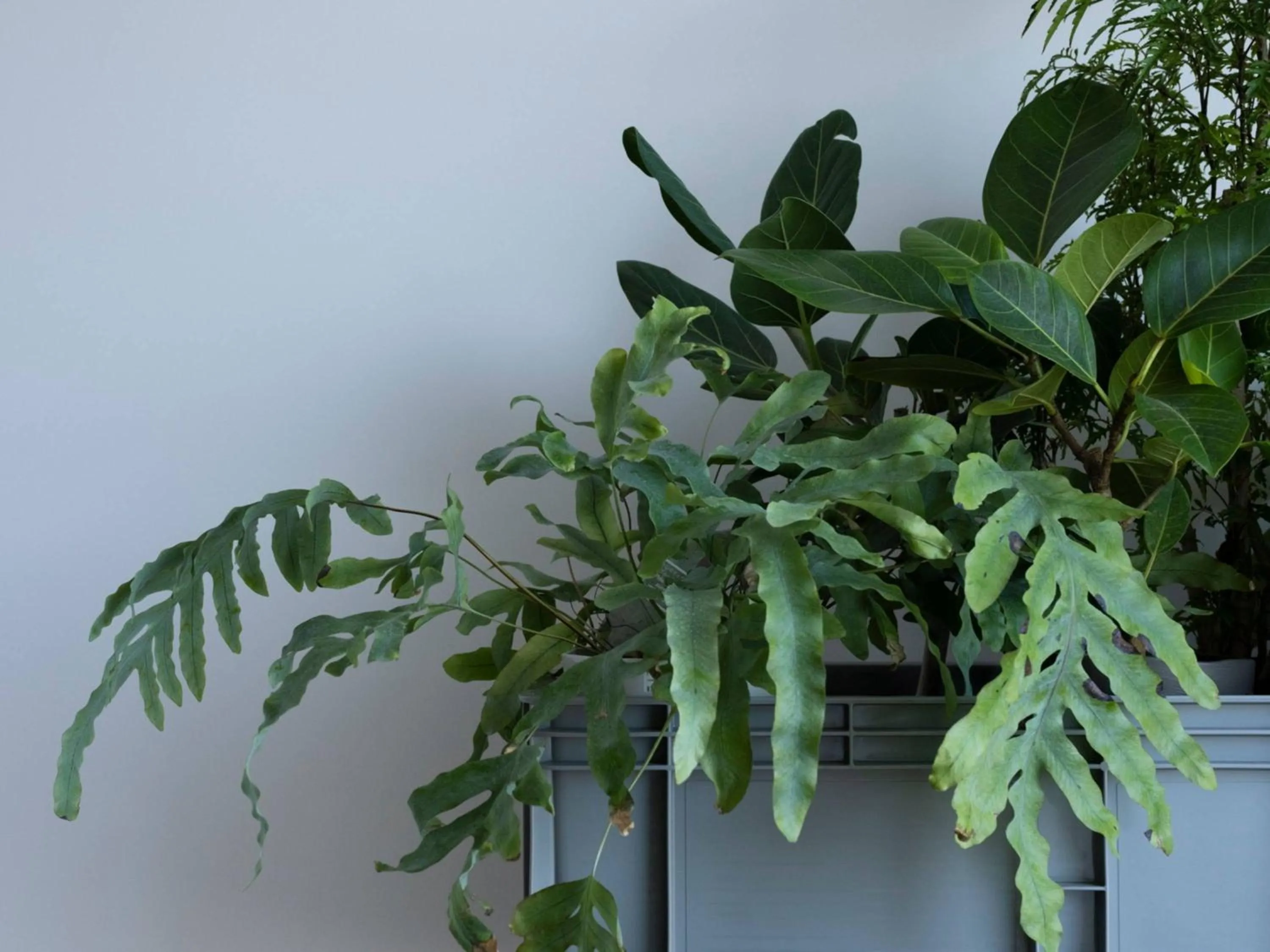 Other in Hatago Vison