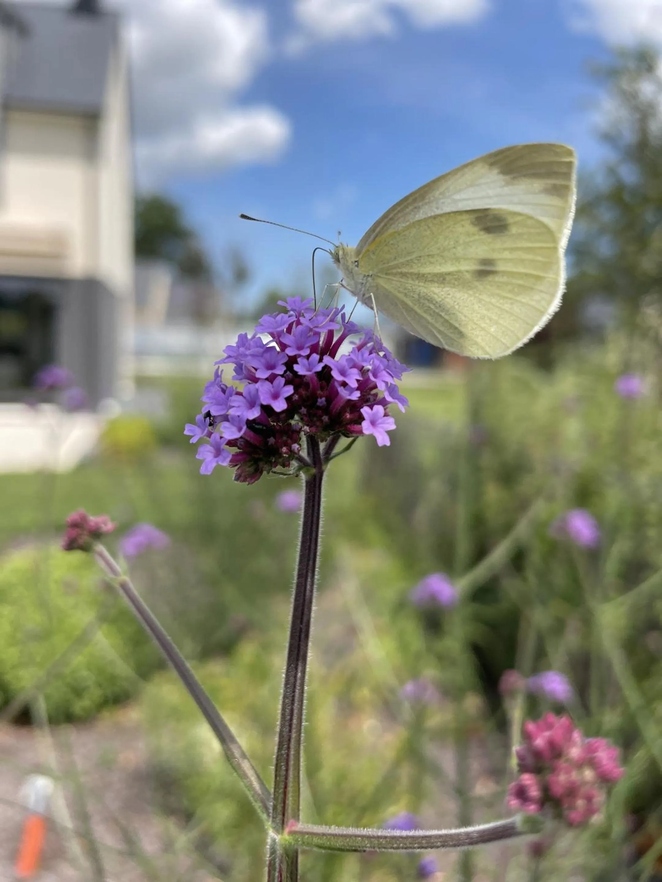 Property building in AureFées