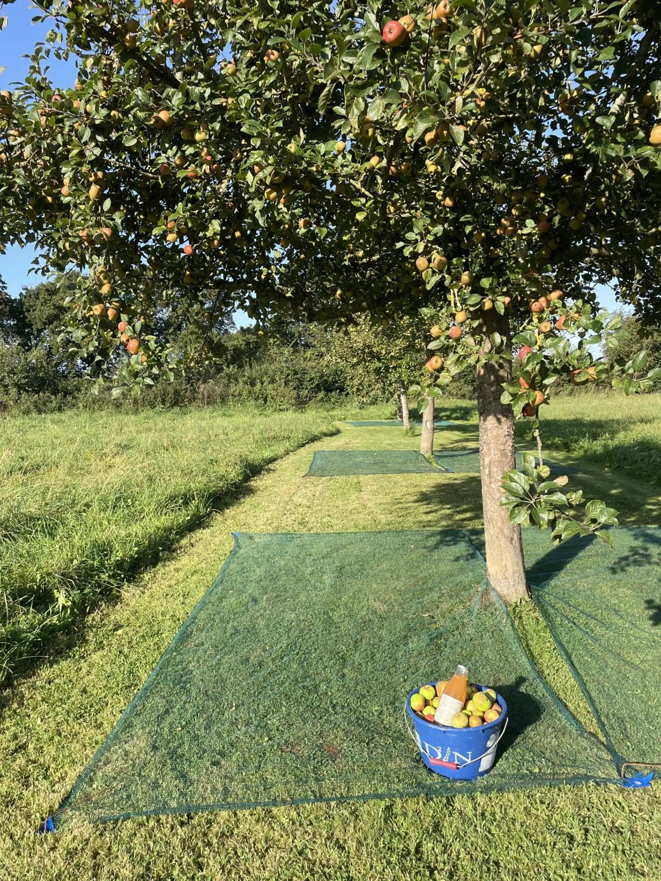 Property building in AureFées