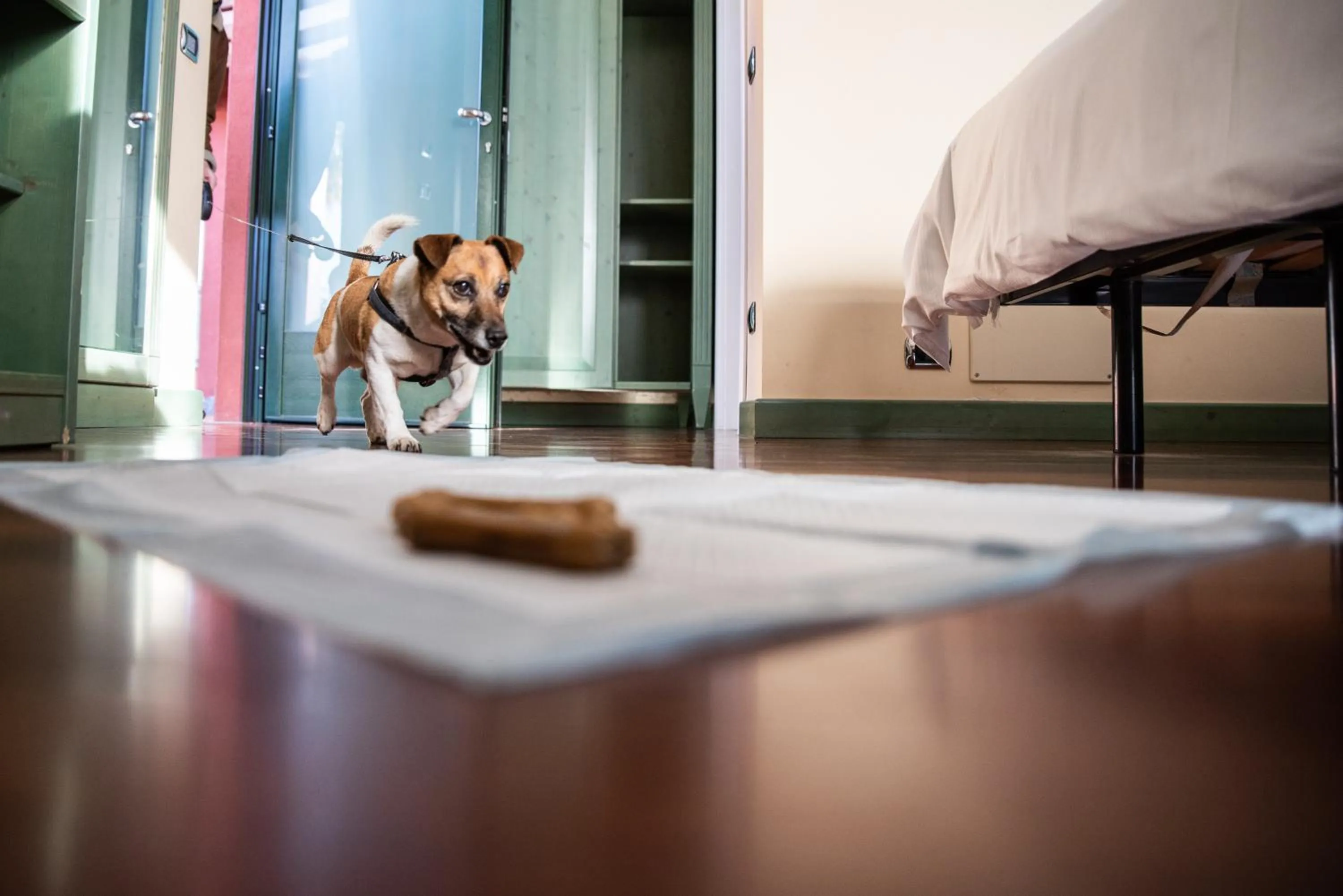 Pets in Hotel Residence Montelago