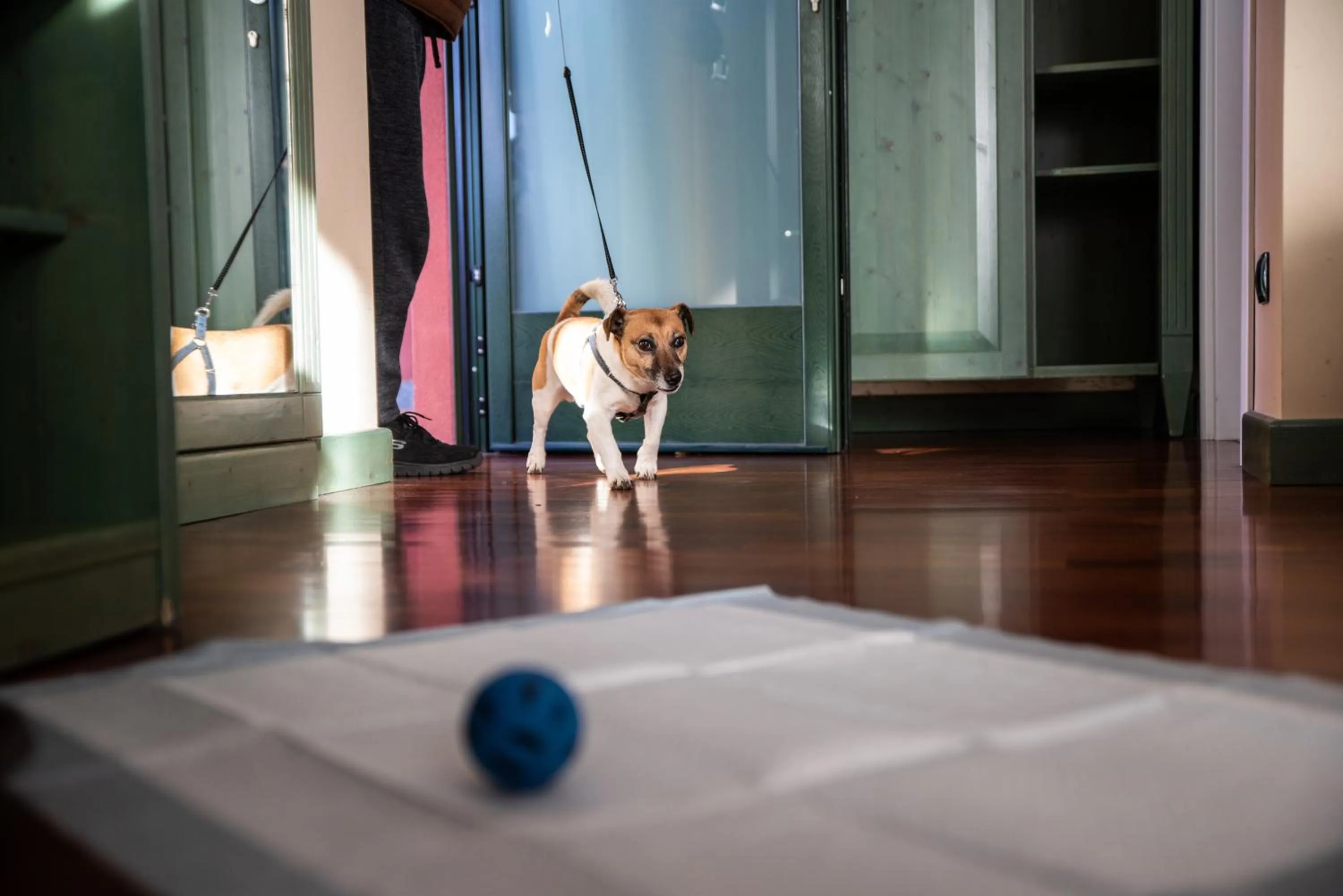 Pets in Hotel Residence Montelago