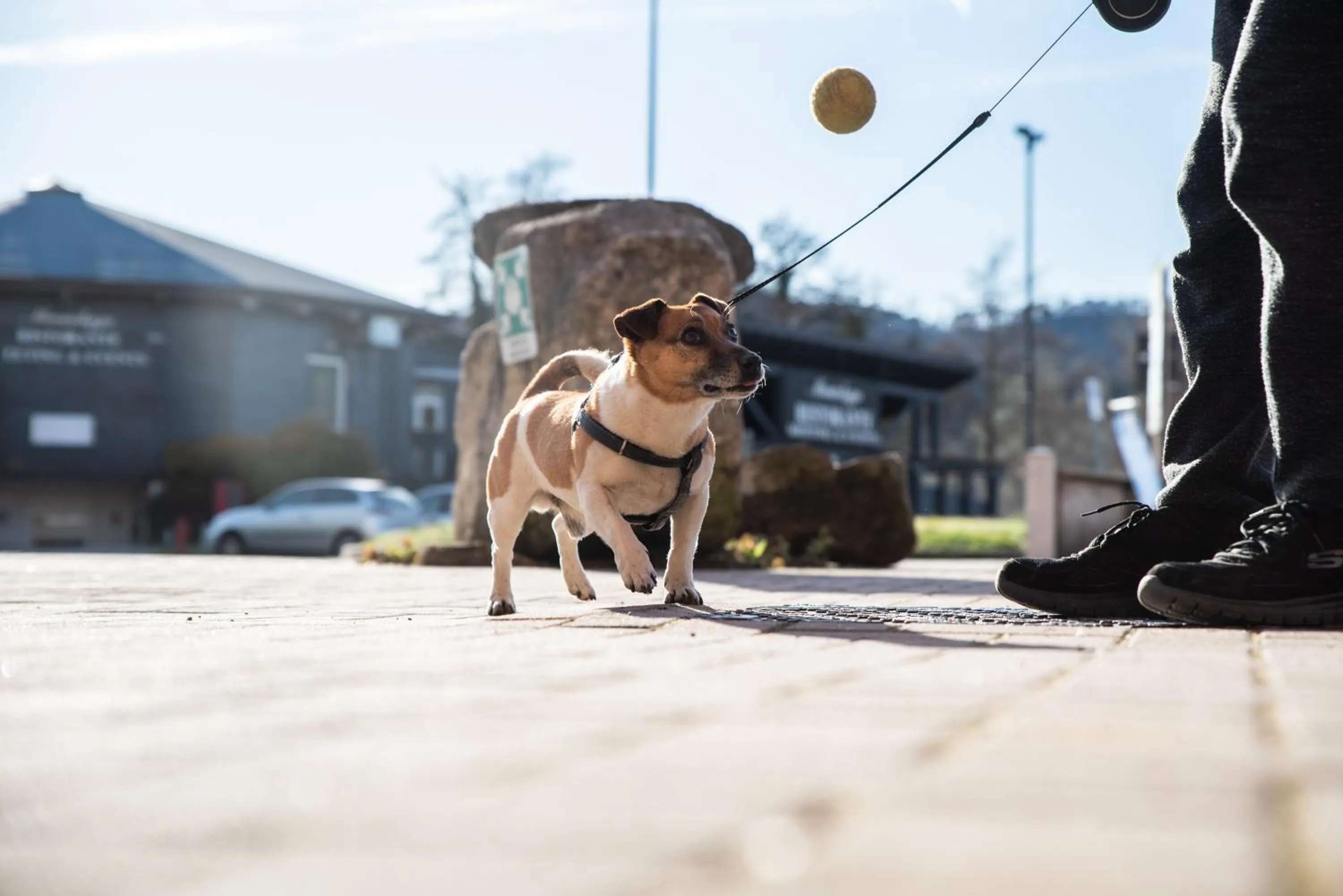 Pets in Hotel Residence Montelago