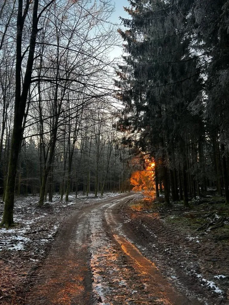 La planque du raton laveur