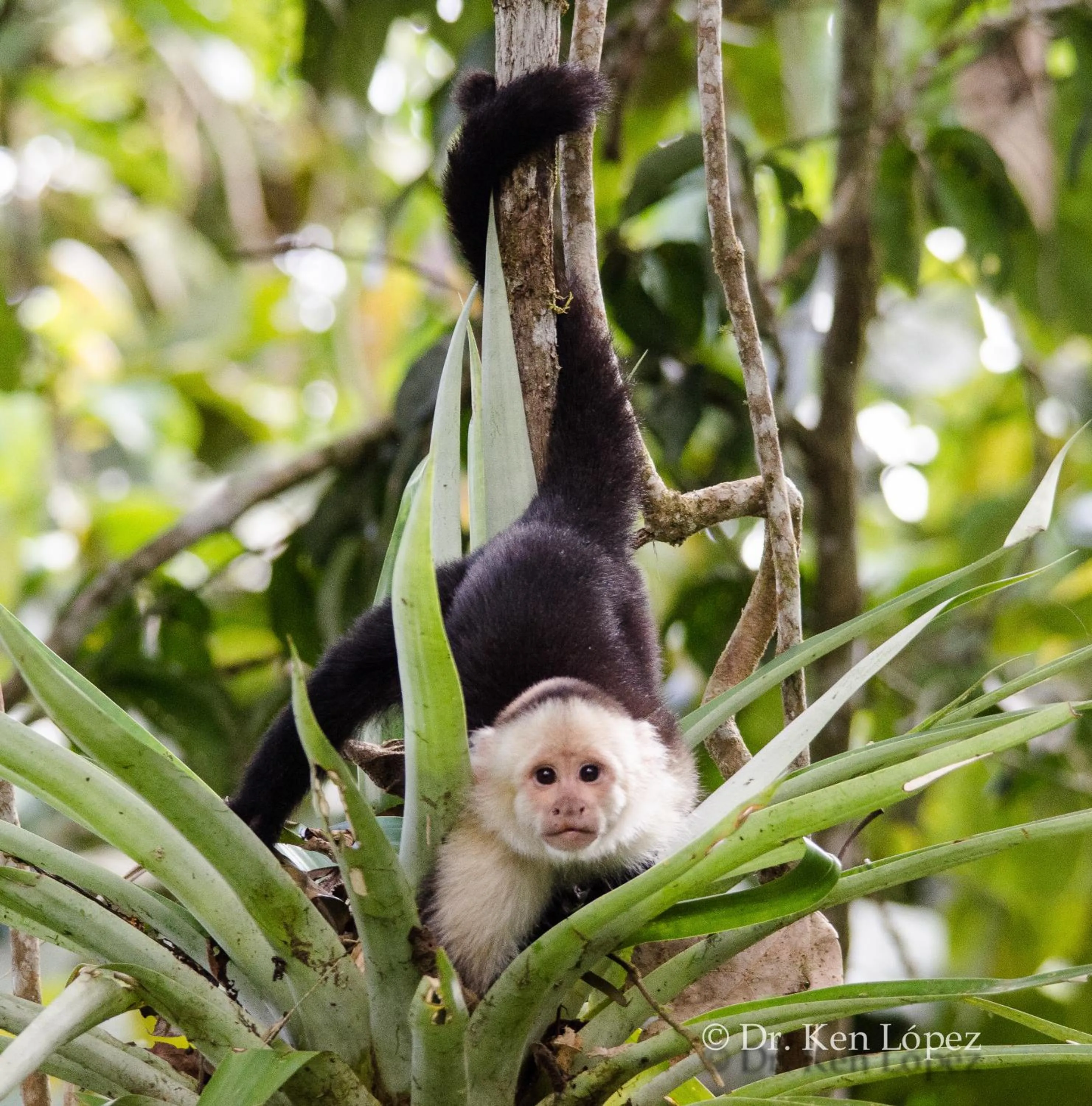 Cascata Del Bosco Cabinas