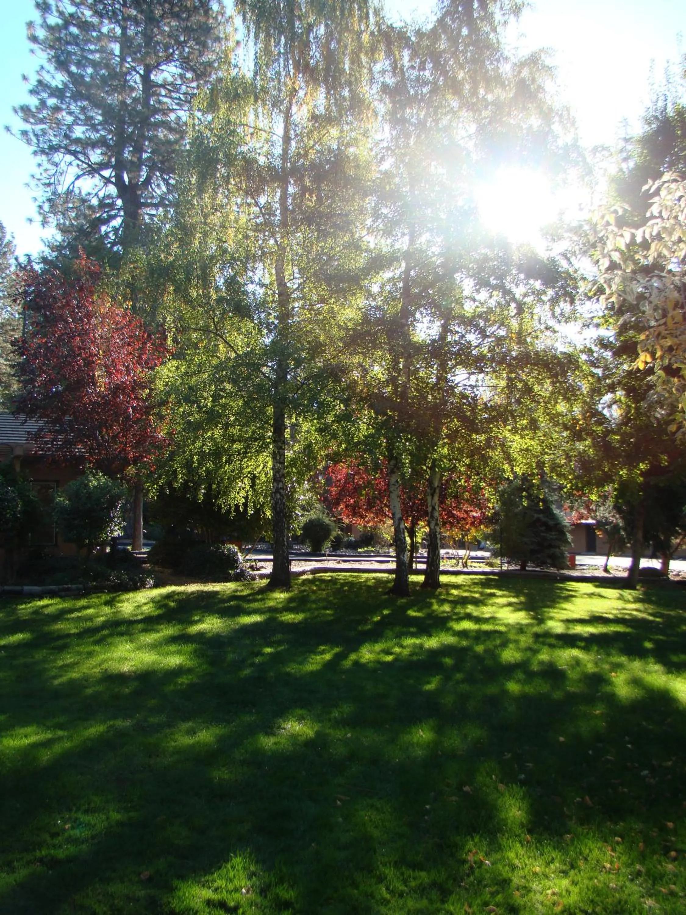 Garden in Ponderosa Gardens Motel