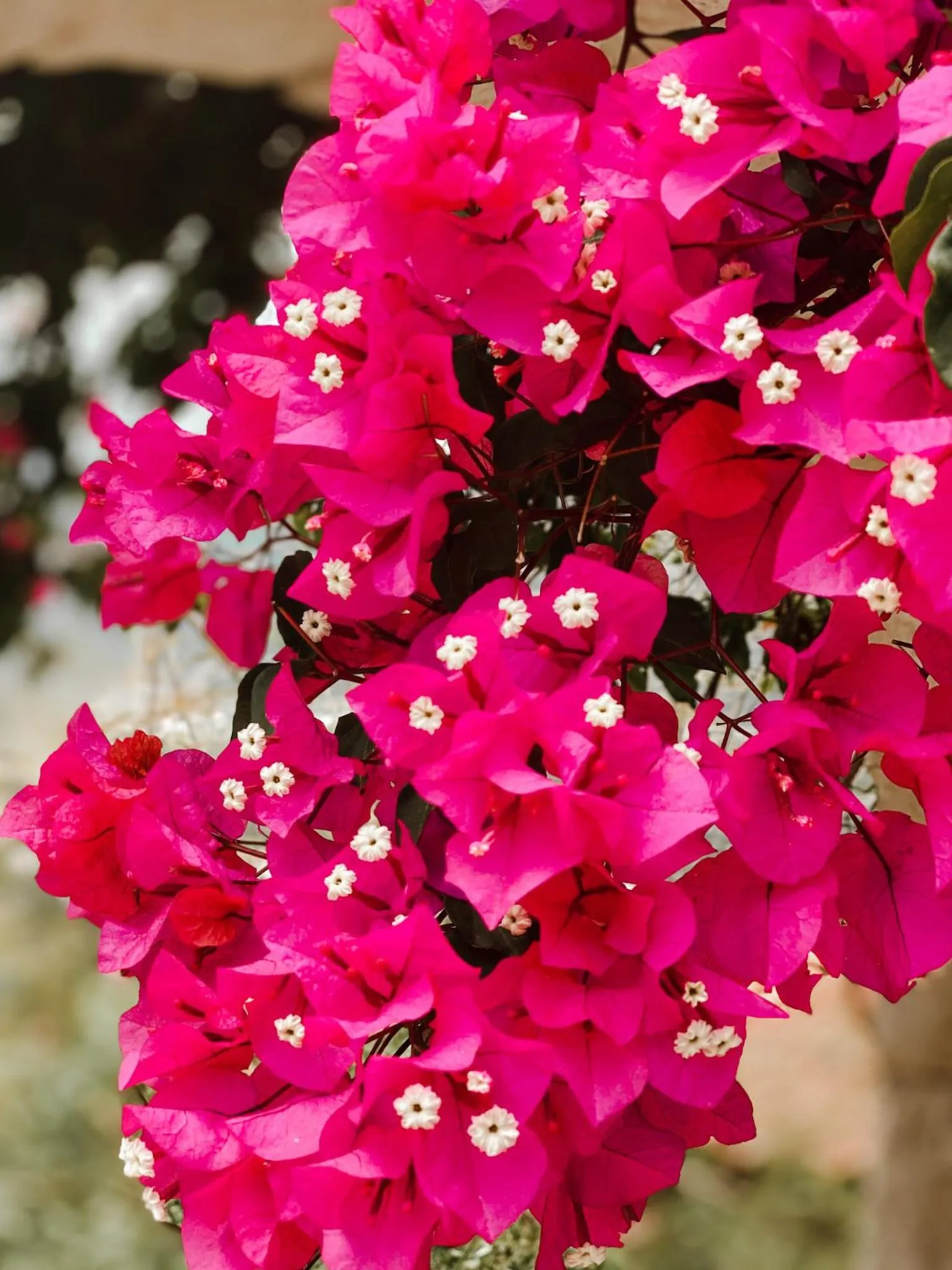 Natural landscape in Club Hotel Barbarossa