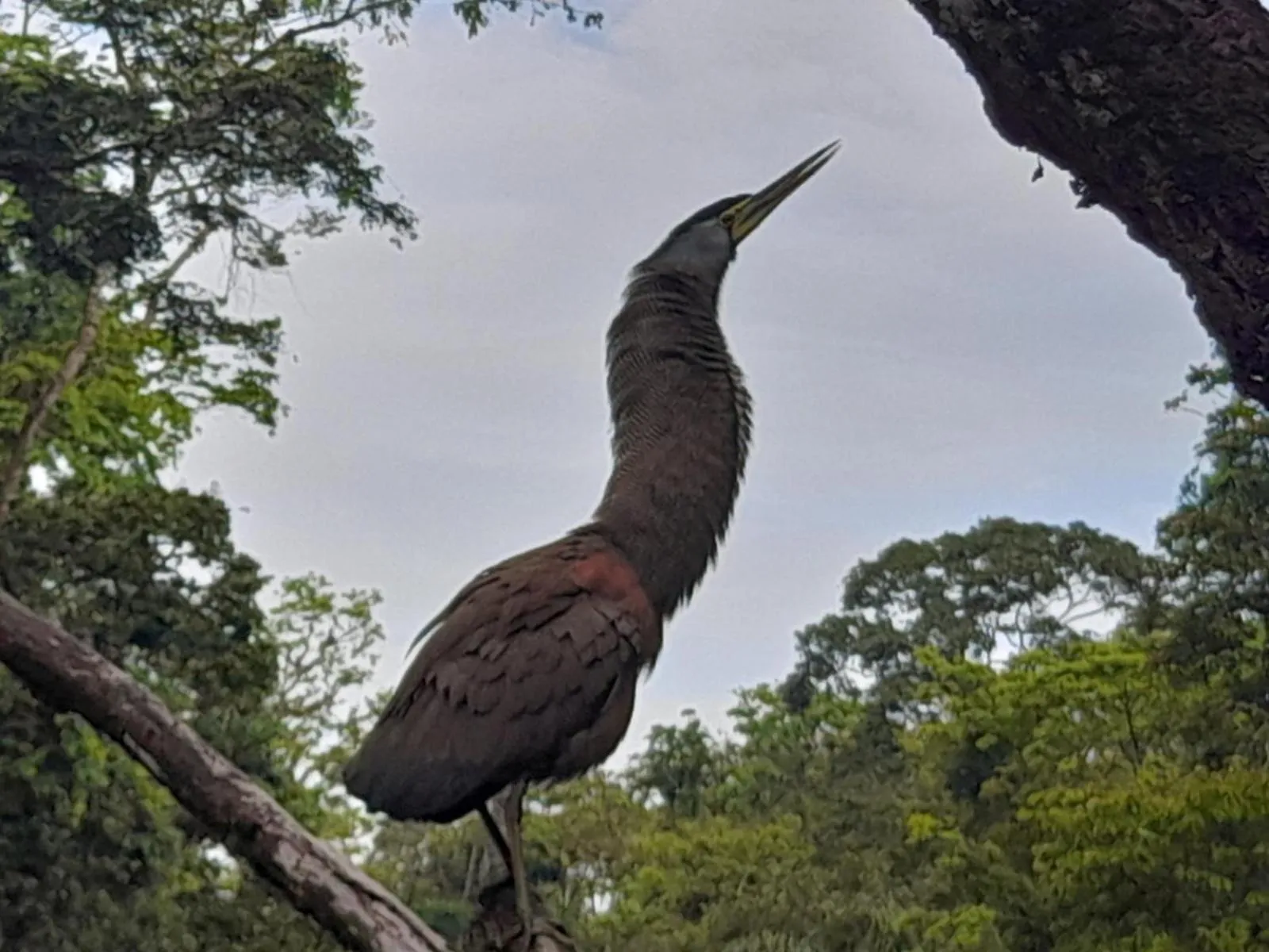 Natural landscape in Hotel Serendipity