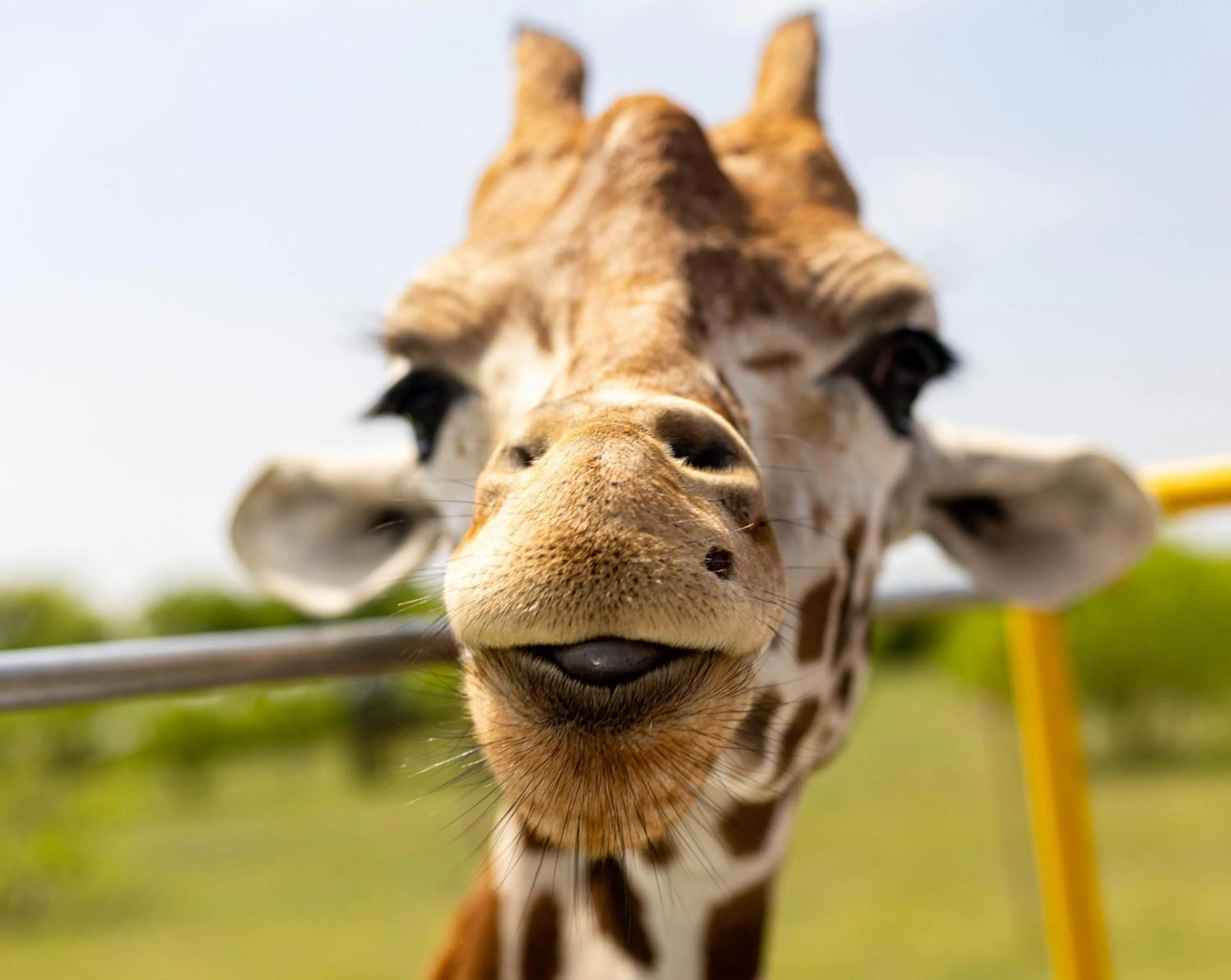 Animals in Blue Hills Ranch