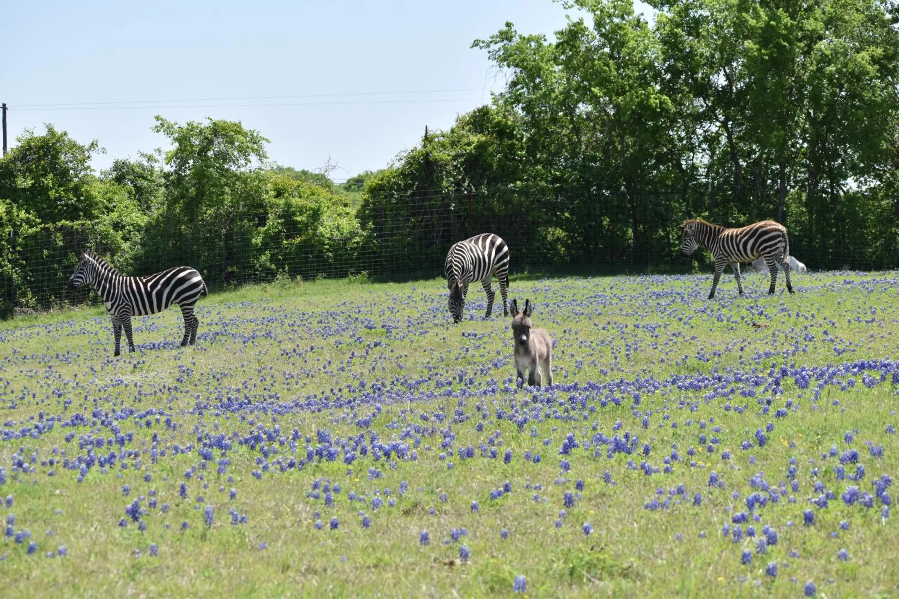 Animals in Blue Hills Ranch