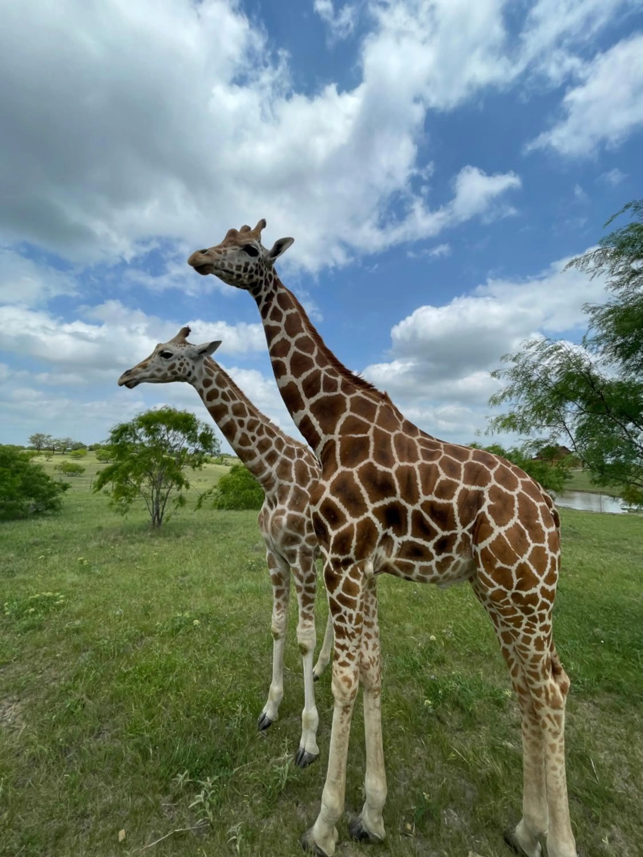 Animals in Blue Hills Ranch