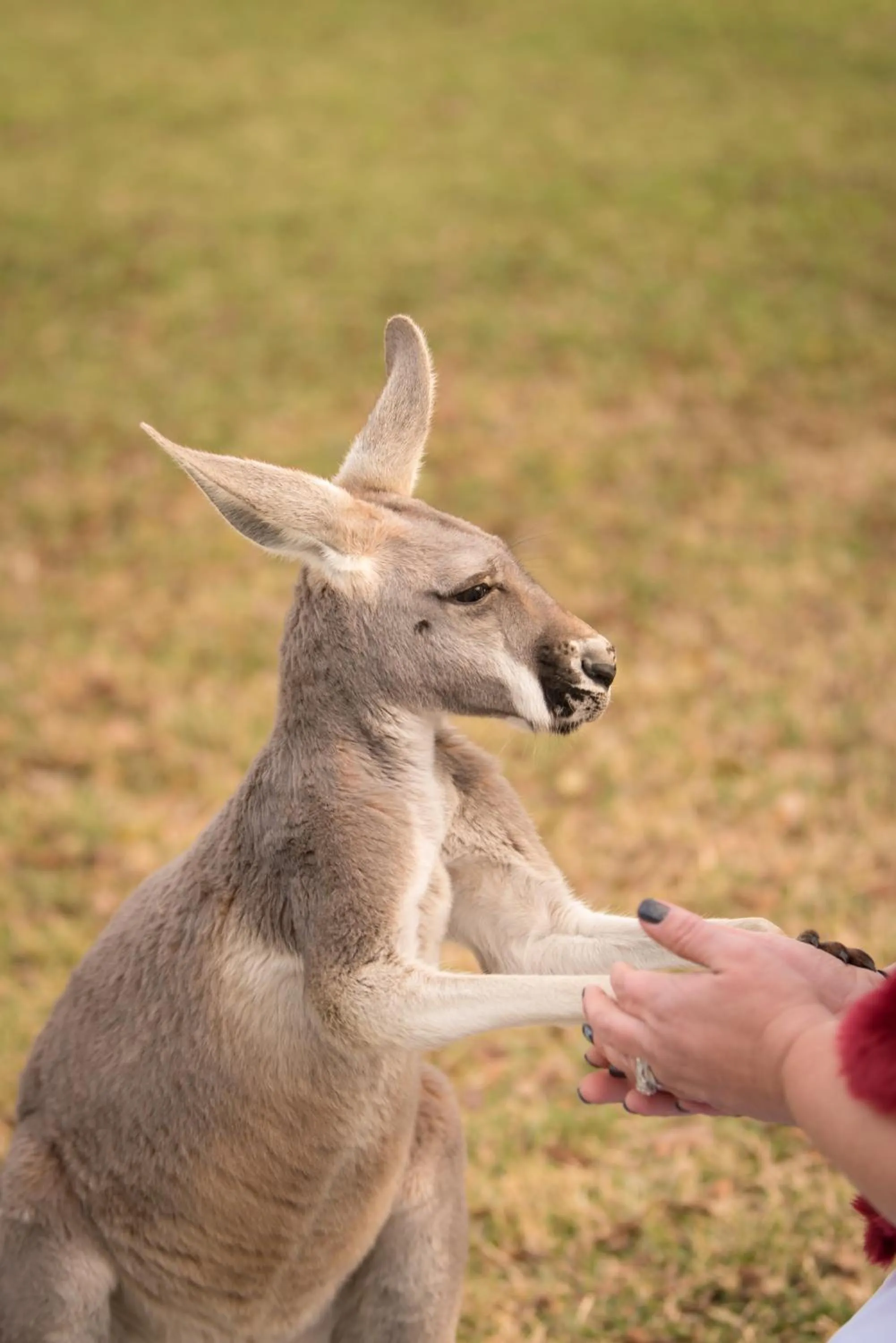 Animals in Blue Hills Ranch