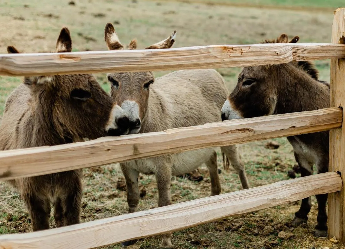 Animals in Blue Hills Ranch