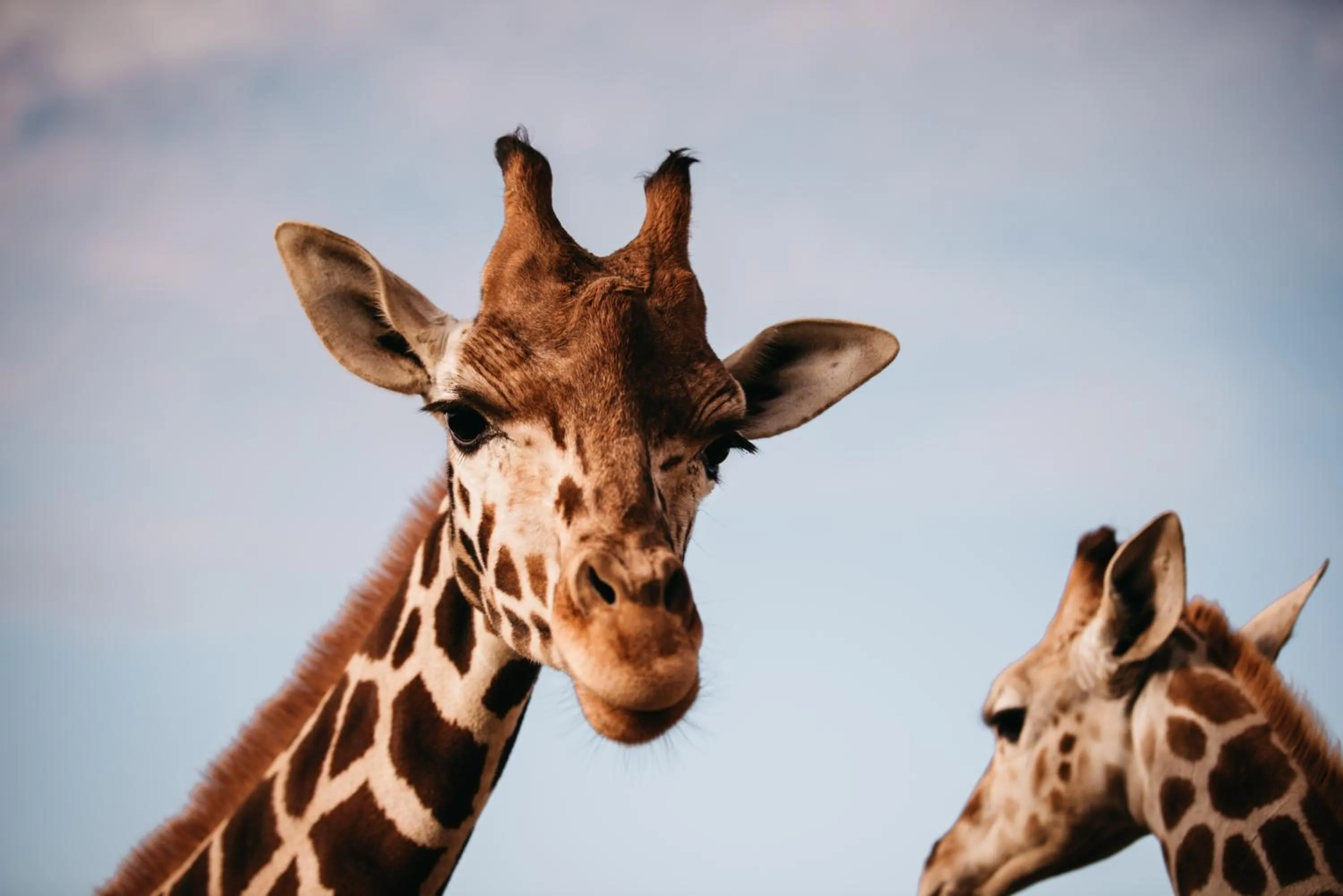 Animals in Blue Hills Ranch