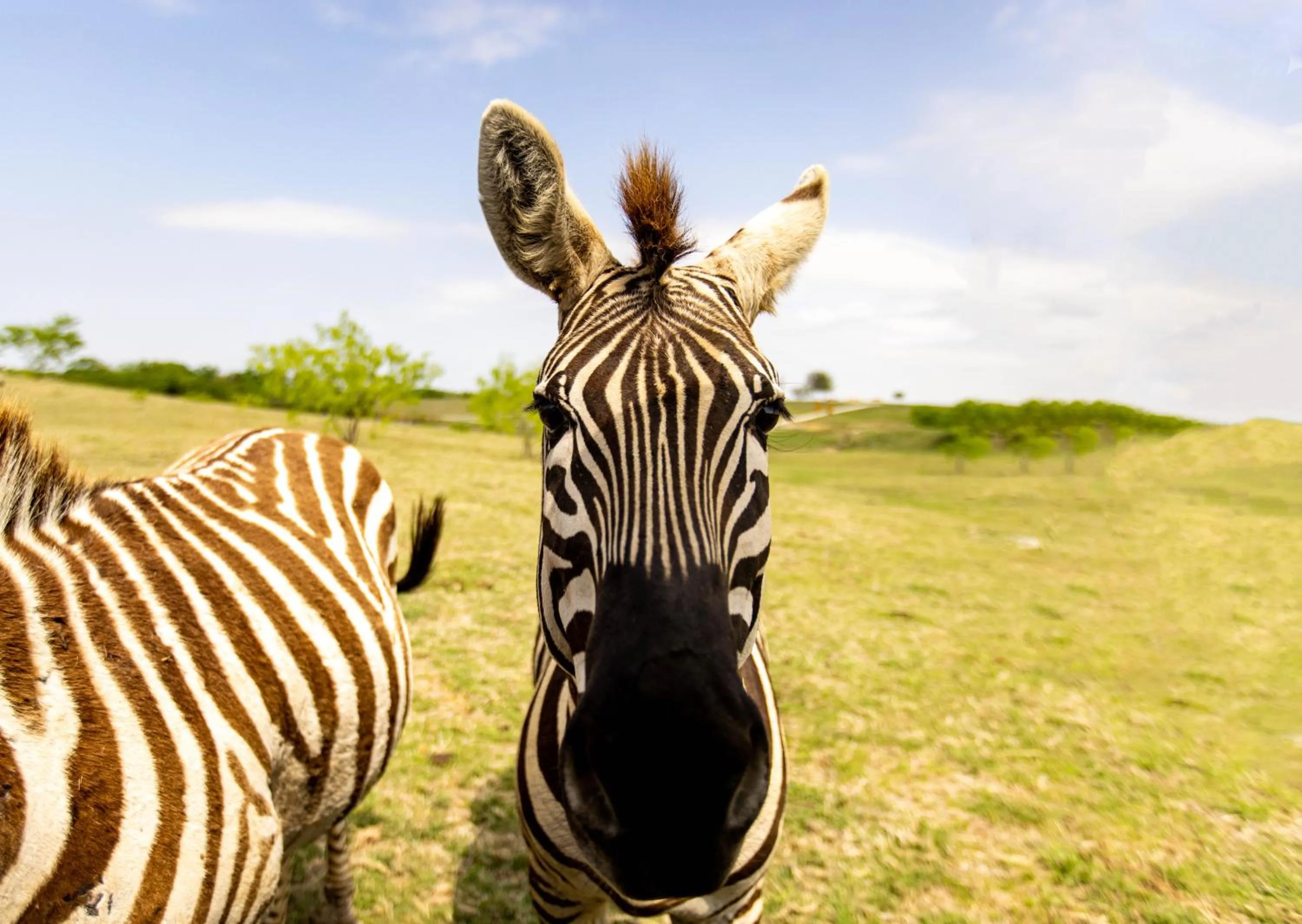 Animals in Blue Hills Ranch