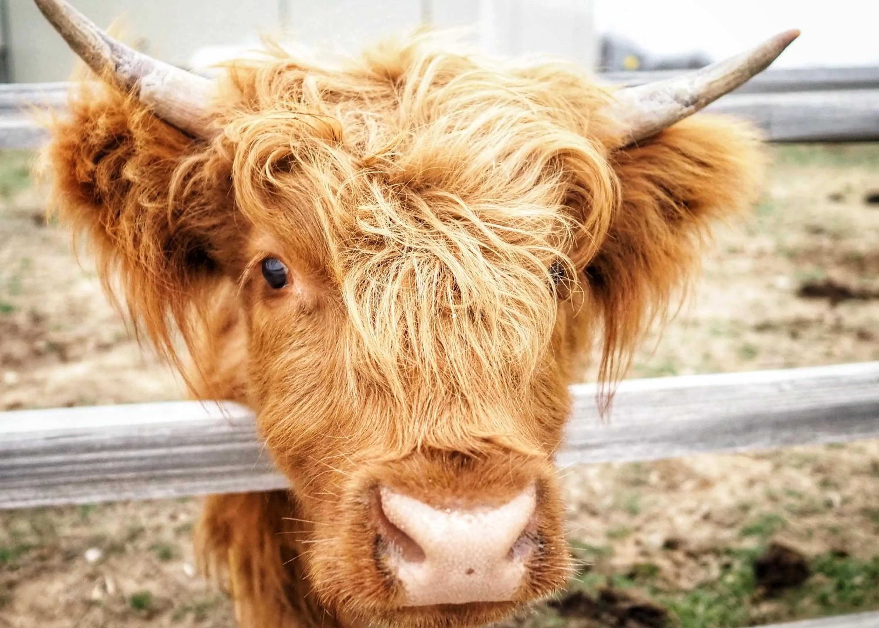 Animals in Blue Hills Ranch