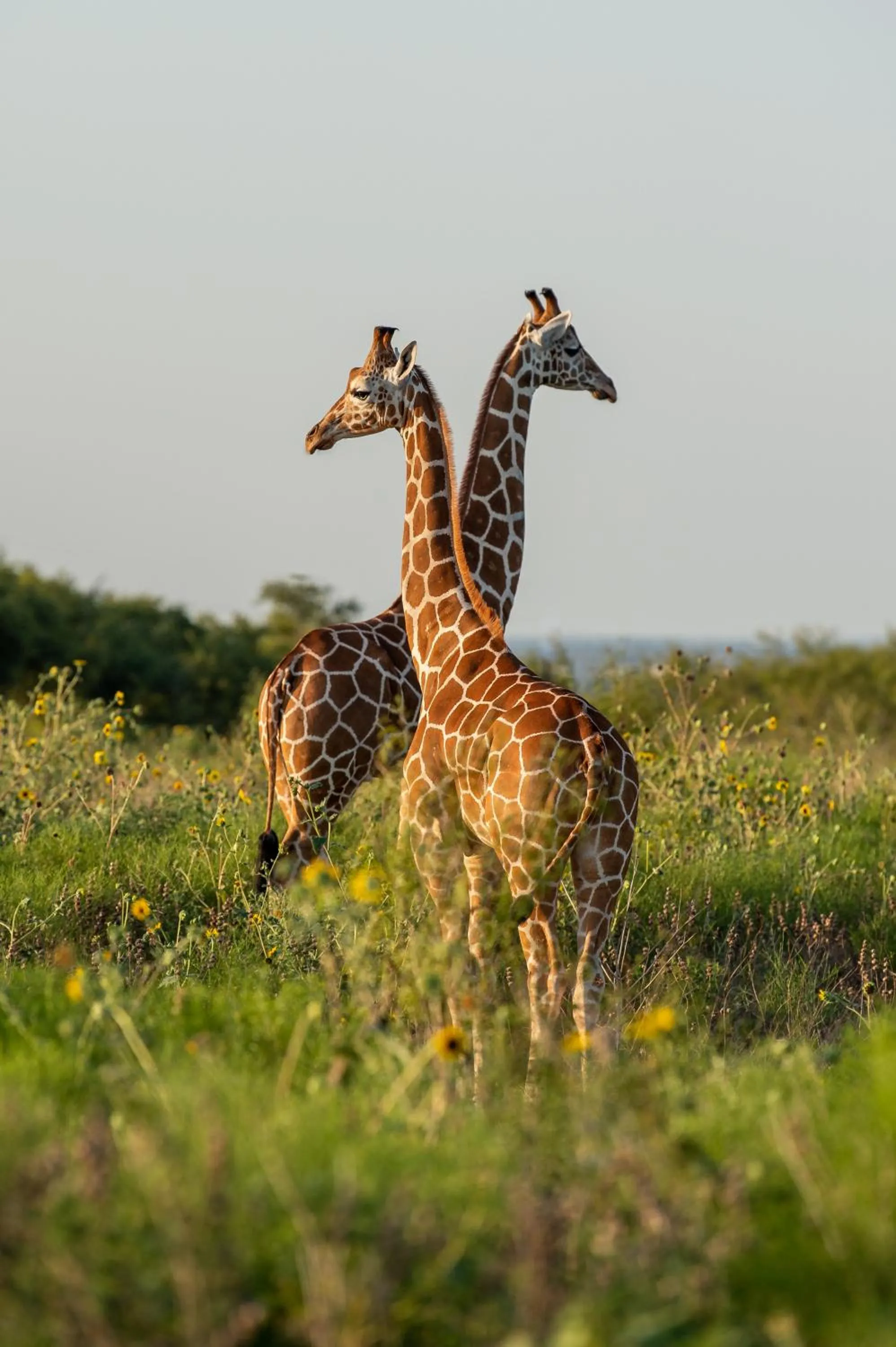 Animals in Blue Hills Ranch